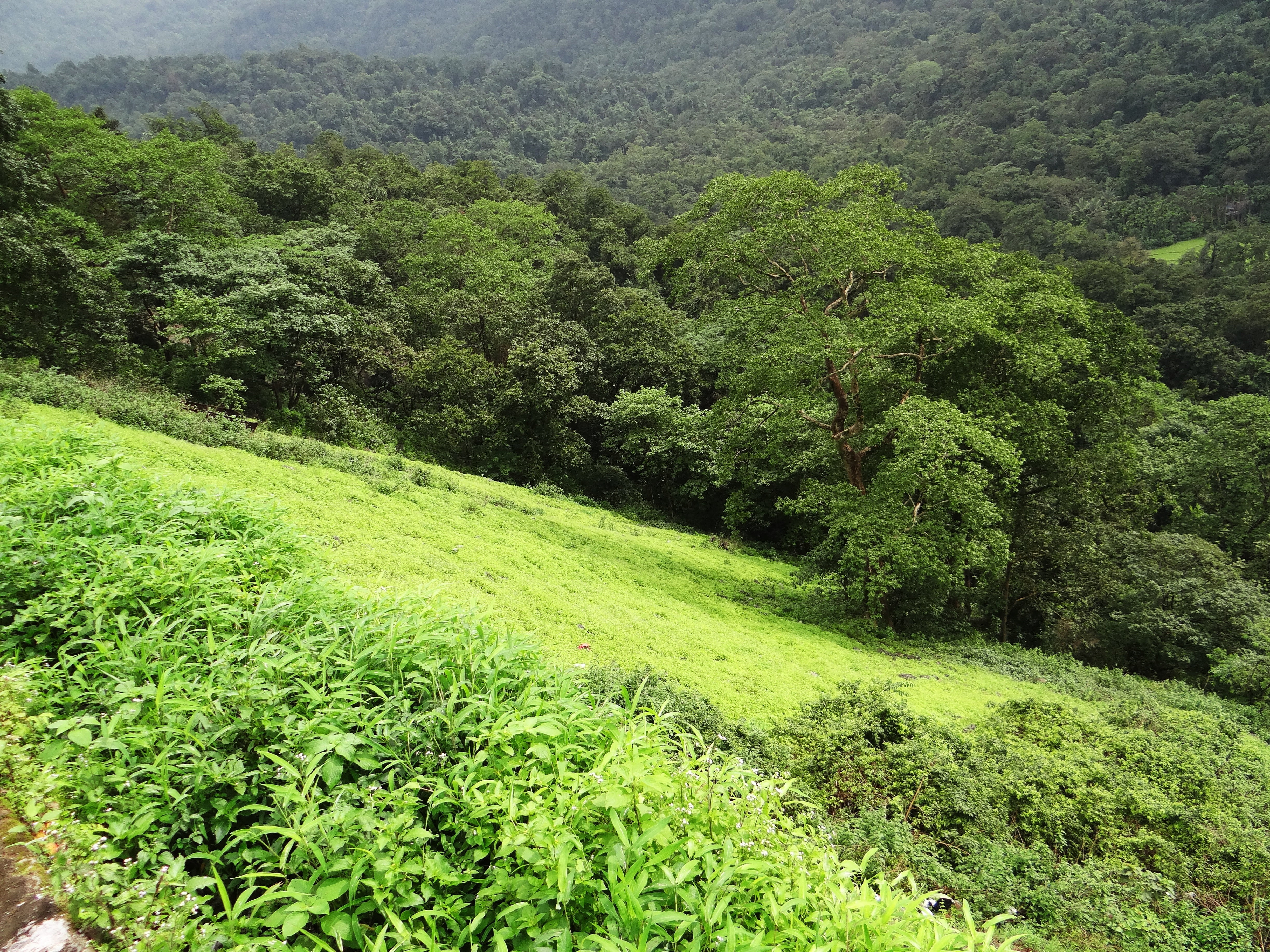 tree, no people, day, land, non-urban scene, scenery, scenics - nature, foliage, tranquil scene, outdoor, natural, tranquility, western ghats, idyllic, HD Wallpaper