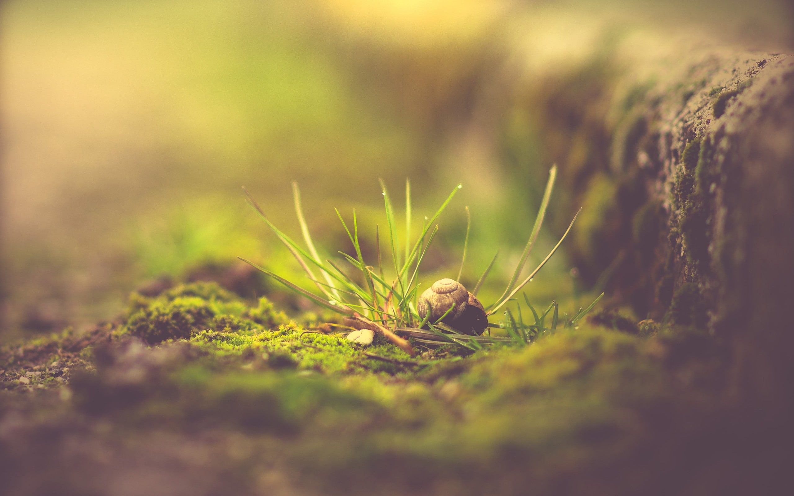 2K, macro, snail, green, grass, plants, HD Wallpaper