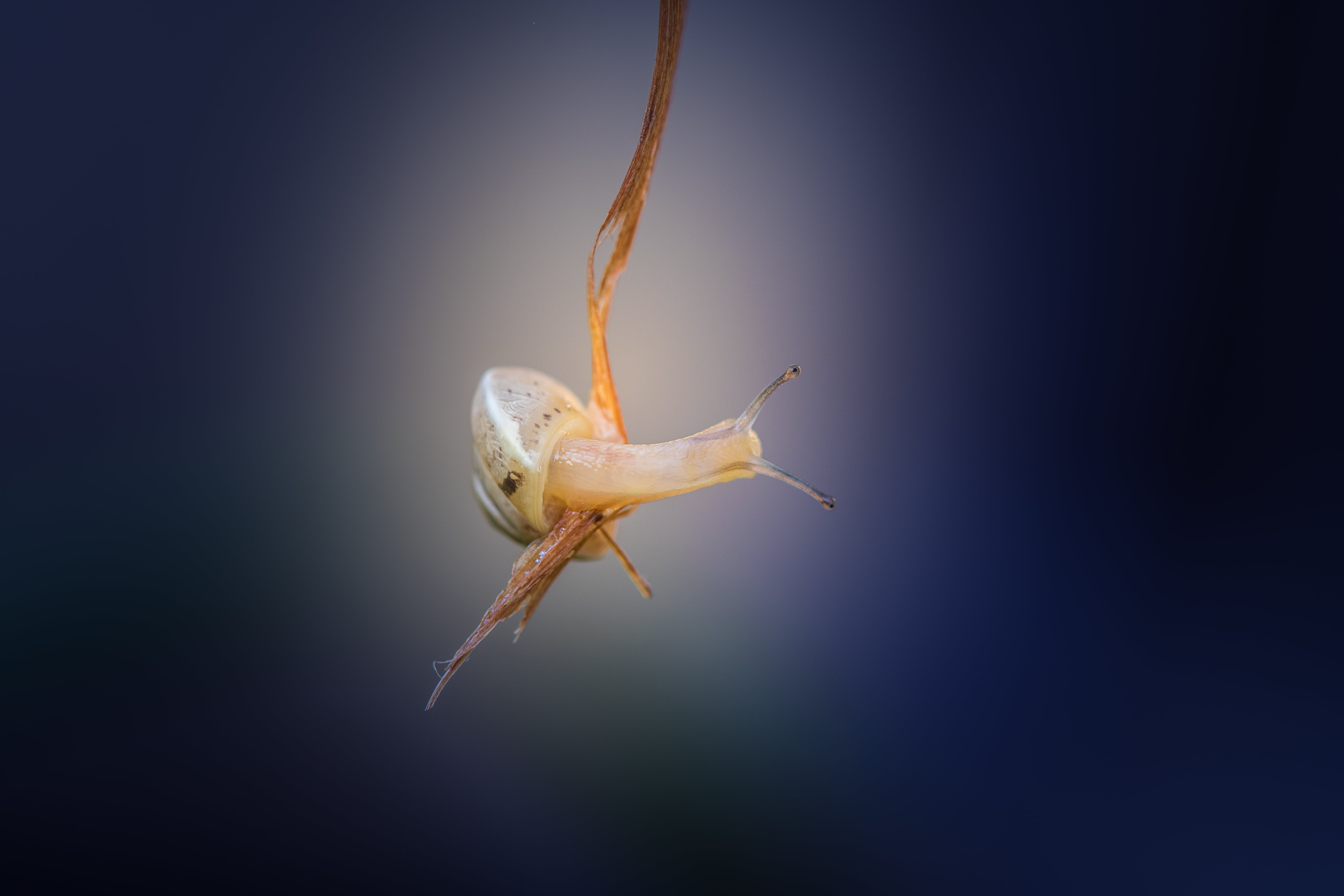 snail, animal, garden, nature, garden snail, fish, yellow, 5K, close up, minimalism, HD Wallpaper