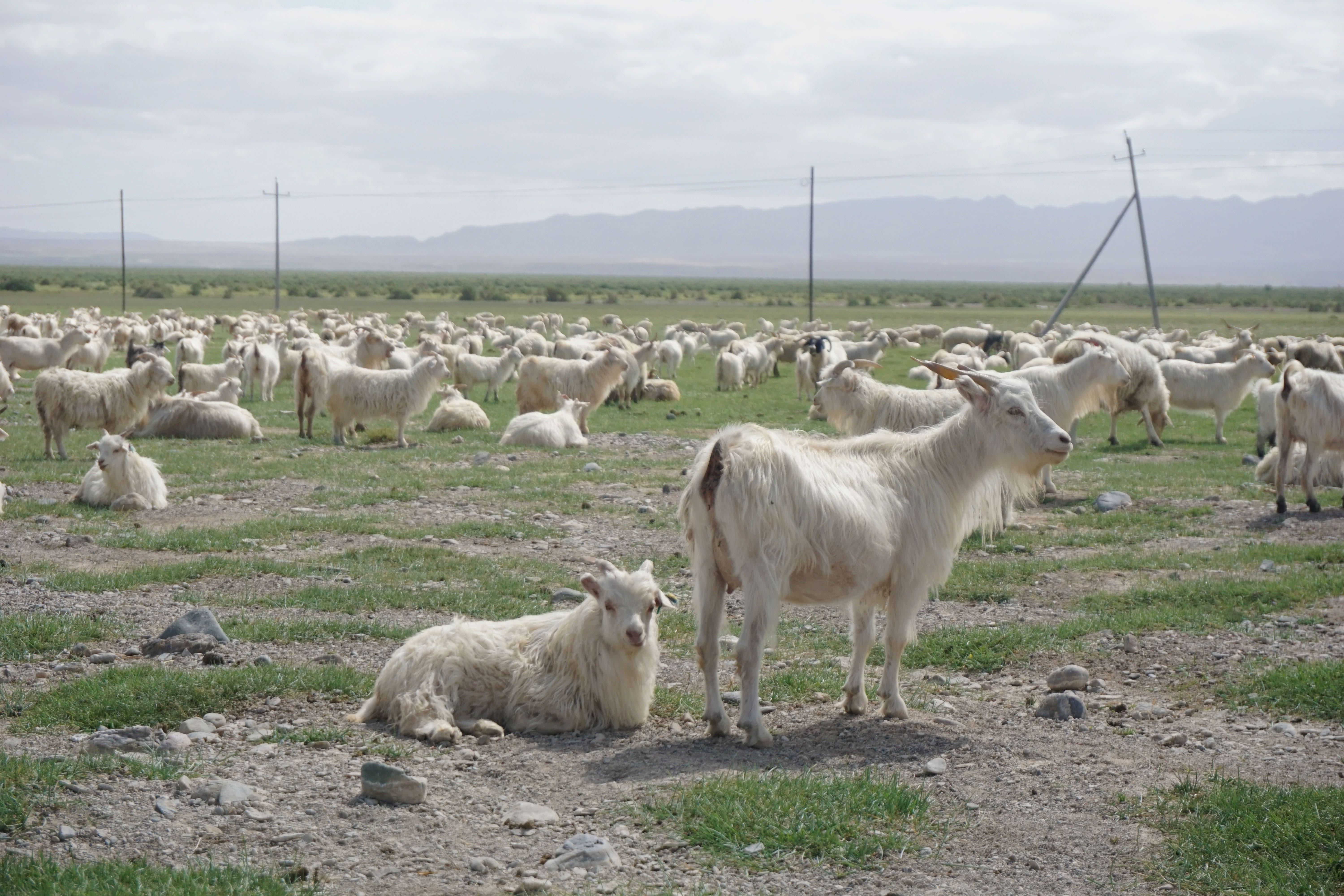 animal wildlife, haixi, domestic animals, day, outdoors, pets, china, herbivorous, livestock, field, land, grassland, animal themes, domestic, 5K, group of animals, HD Wallpaper