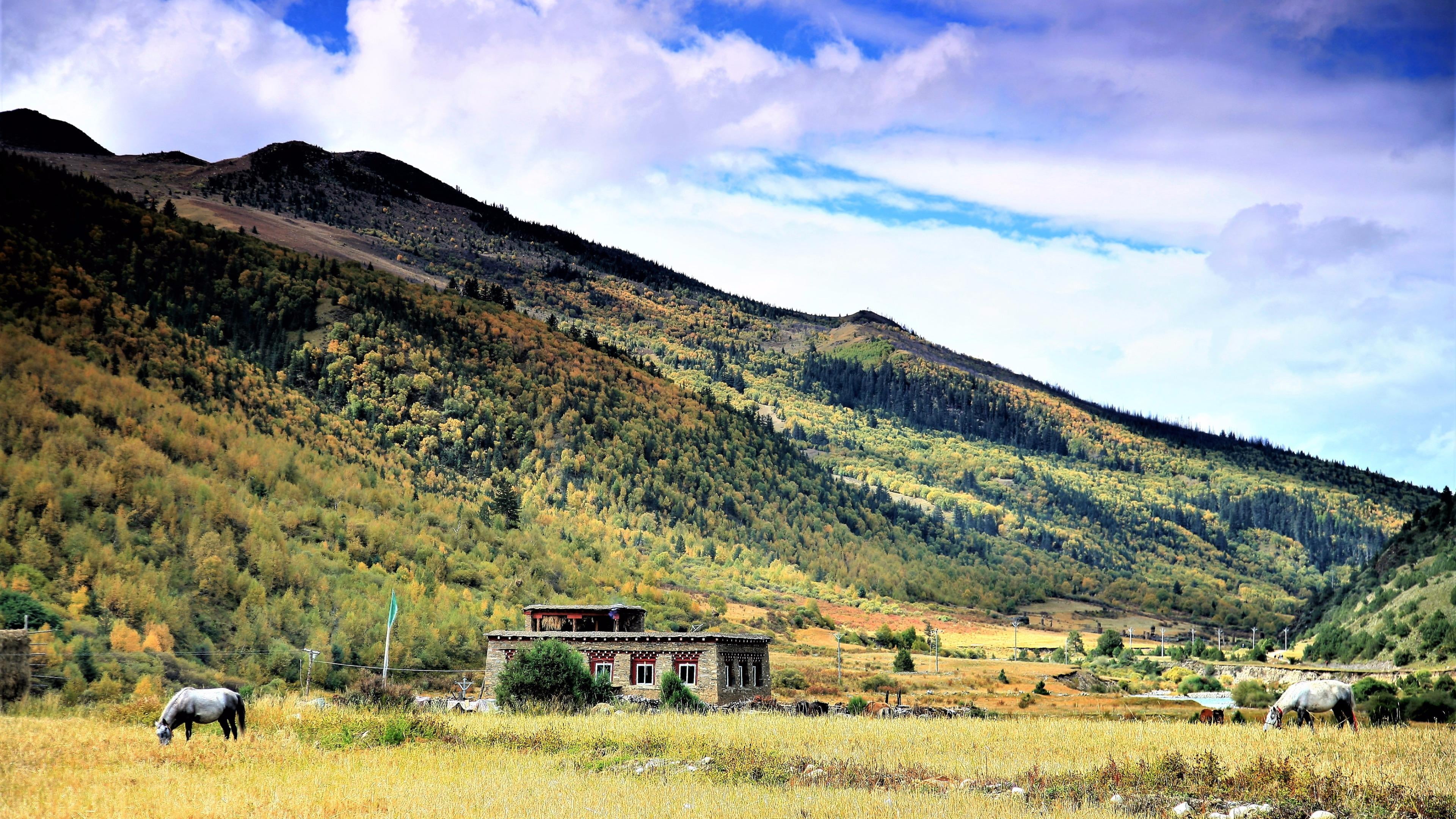 sacred, garze, autumn, non-urban scene, grass, built structure, tibetan plateau, cloud - sky, beauty in nature, green color, environment, lithang, plant, HD Wallpaper