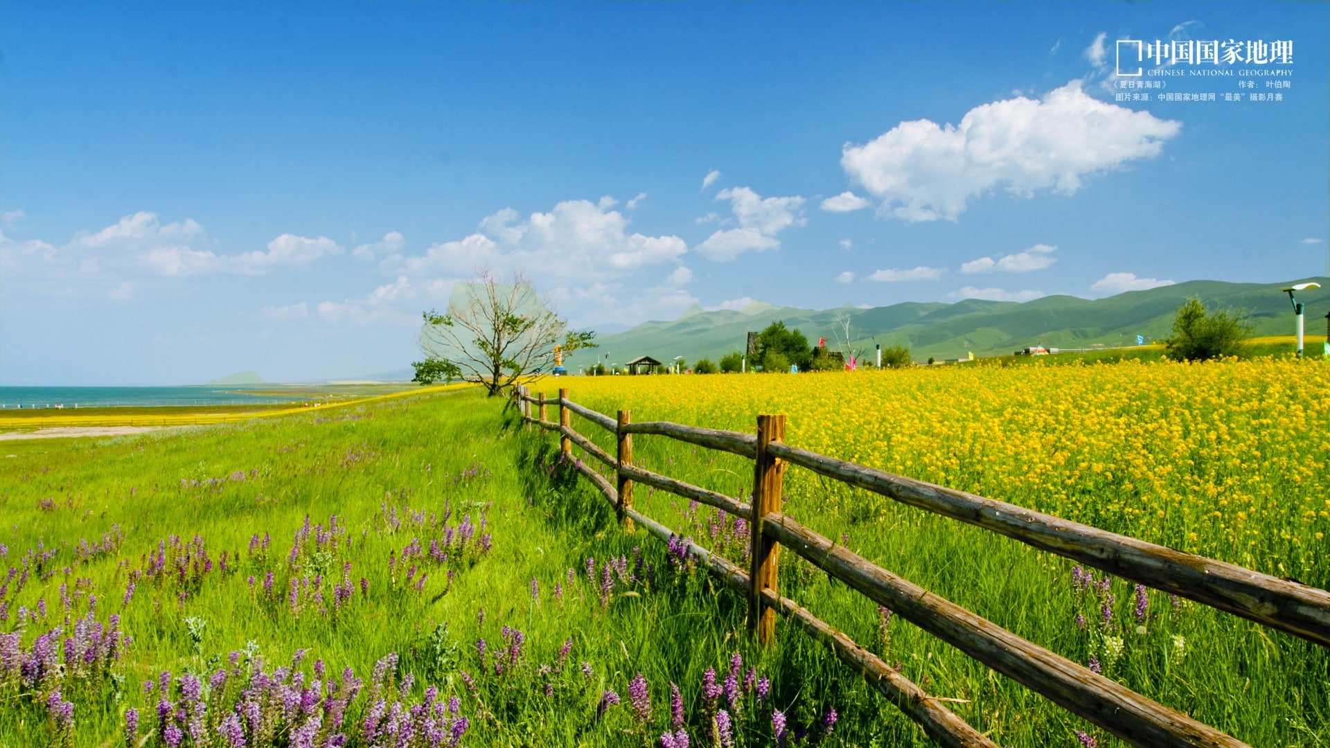 rural scene, beauty in nature, flowering plant, 1080P, outdoors, summer, field, tranquil scene, flower, environment, national, wall, sky, scenics - nature, HD Wallpaper