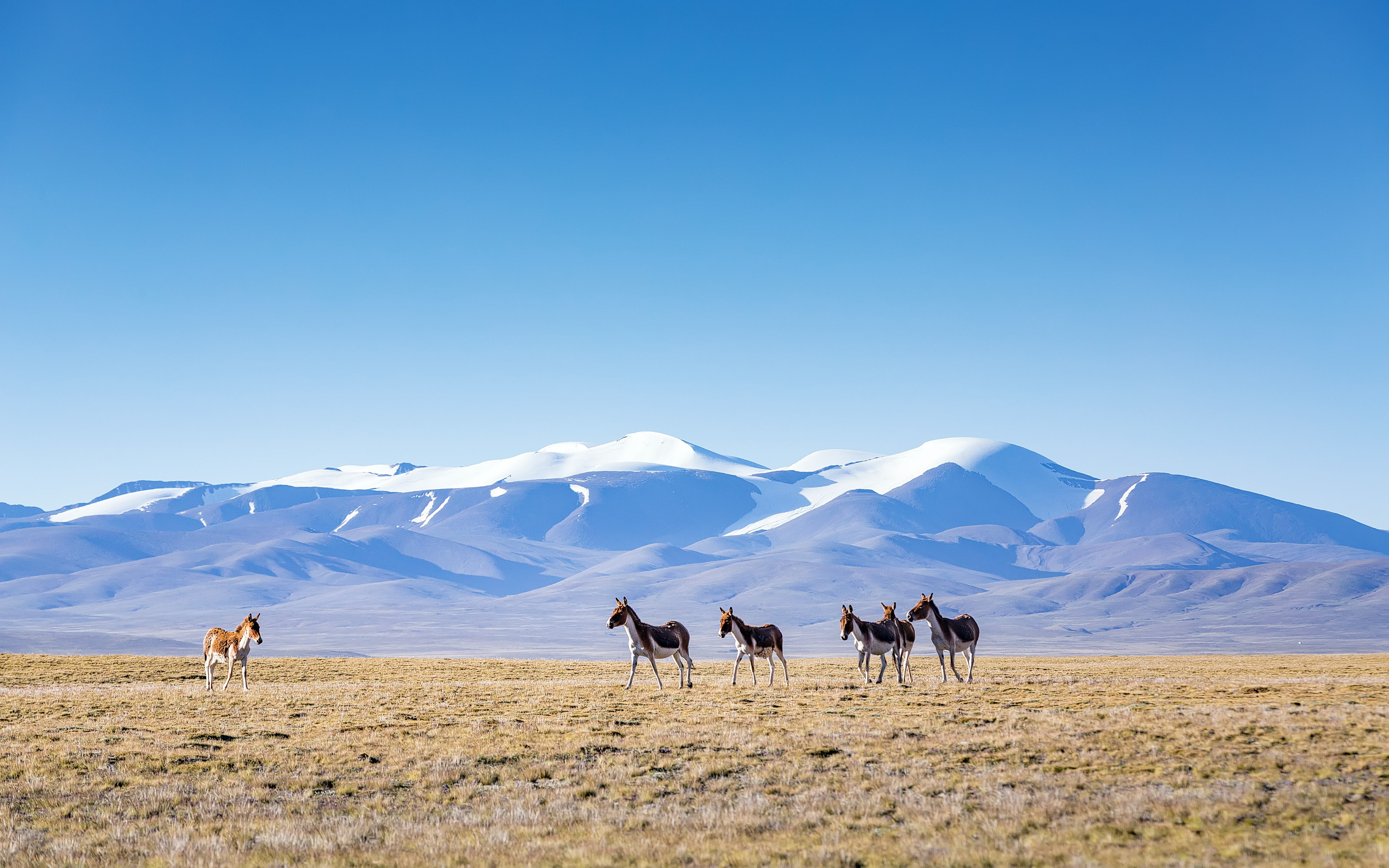 snowcapped mountain, land, animal themes, no people, qinghai, landscape, outdoors, sky, winter, environment, mountain range, tibet, wildlife, mountain, HD Wallpaper