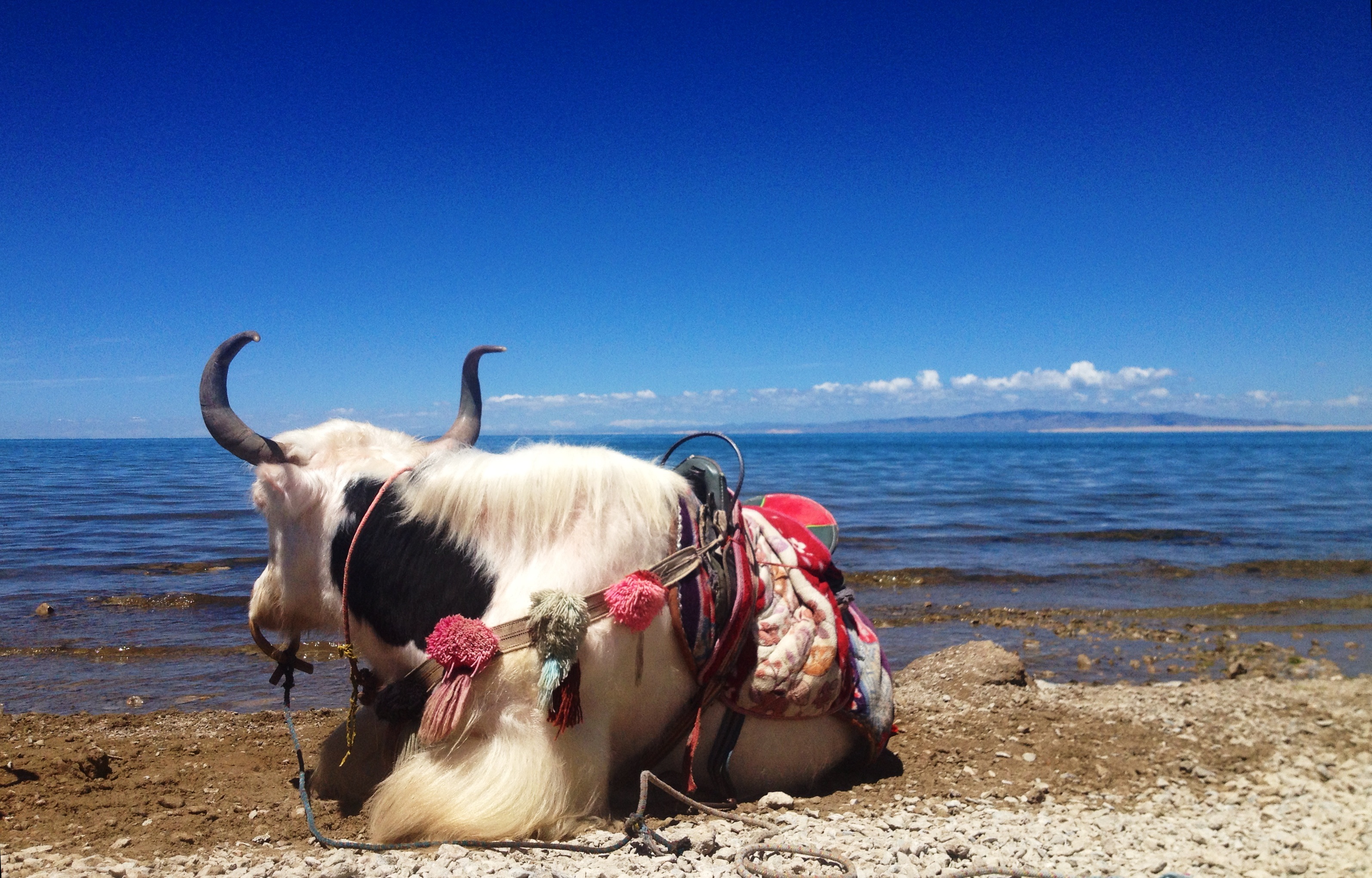 domestic, beauty in nature, herbivorous, pets, 2K, yak, livestock, day, support, animal themes, animal, vertebrate, rest, mammal, sky, blue, blue sky, HD Wallpaper