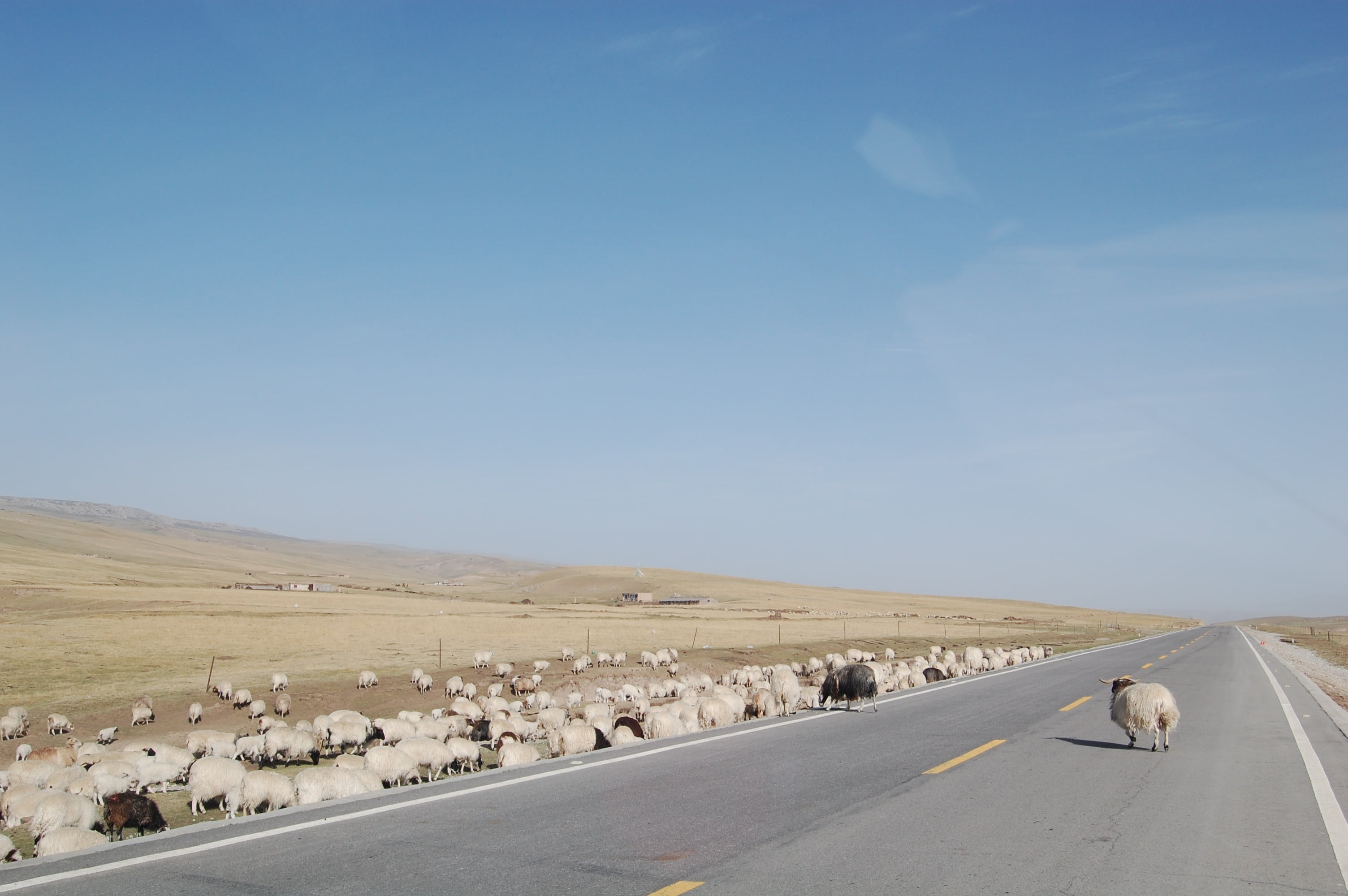 nature, transportation, one animal, environment, 2K, animal themes, day, outdoors, landscape, no people, the flock, land, pets, arid climate, domestic, HD Wallpaper