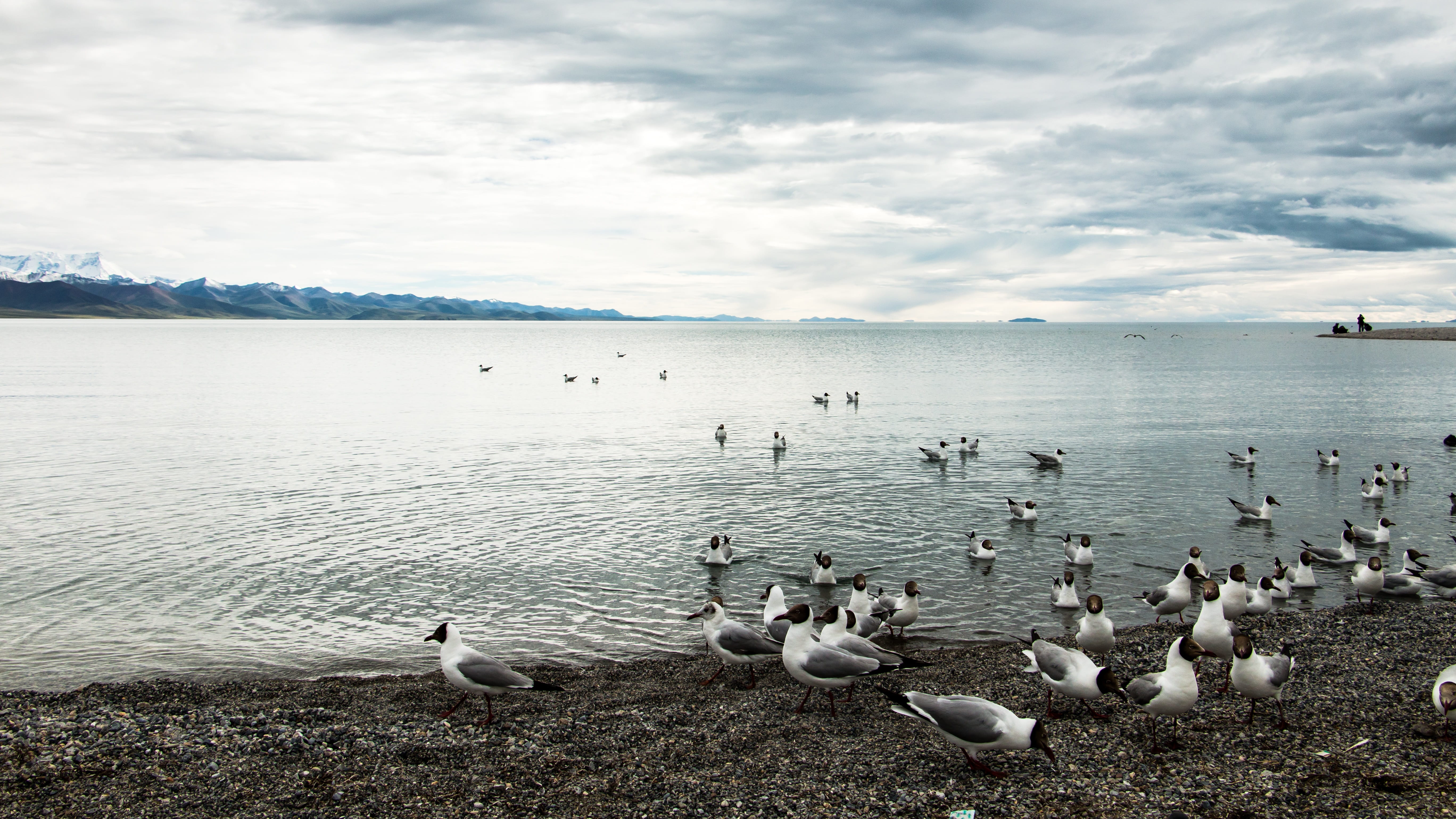 animal themes, the qinghai-tibet plateau, sky, flock of birds, day, no people, water, the scenery, seagull, Tibet, animal, beauty in nature, bird, animal wildlife, HD Wallpaper
