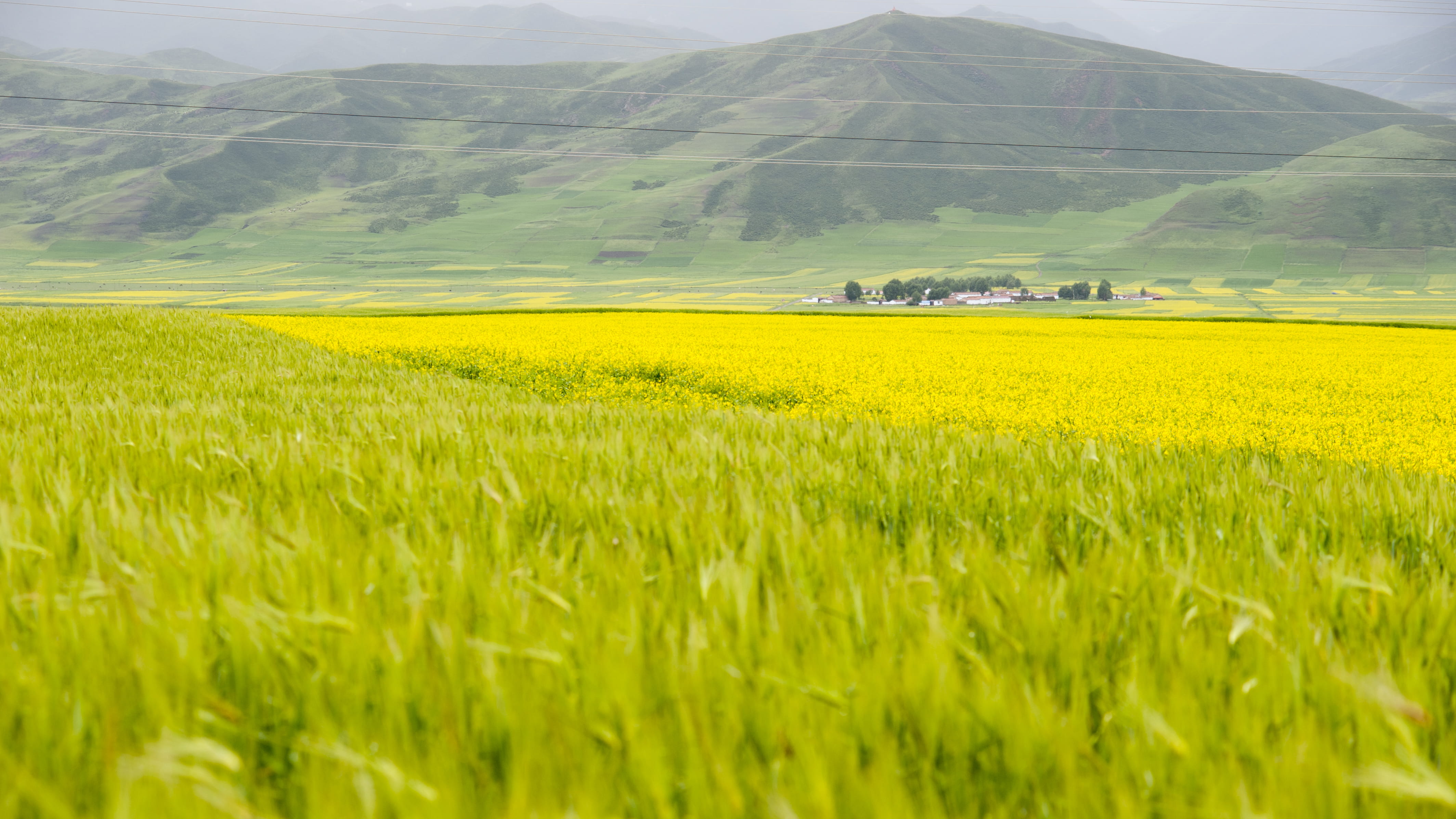 field, growth, day, no people, nature, springtime, land, landscape, oilseed rape, environment, rural scene, farm, menyuan, qinghai, flower, agriculture, HD Wallpaper