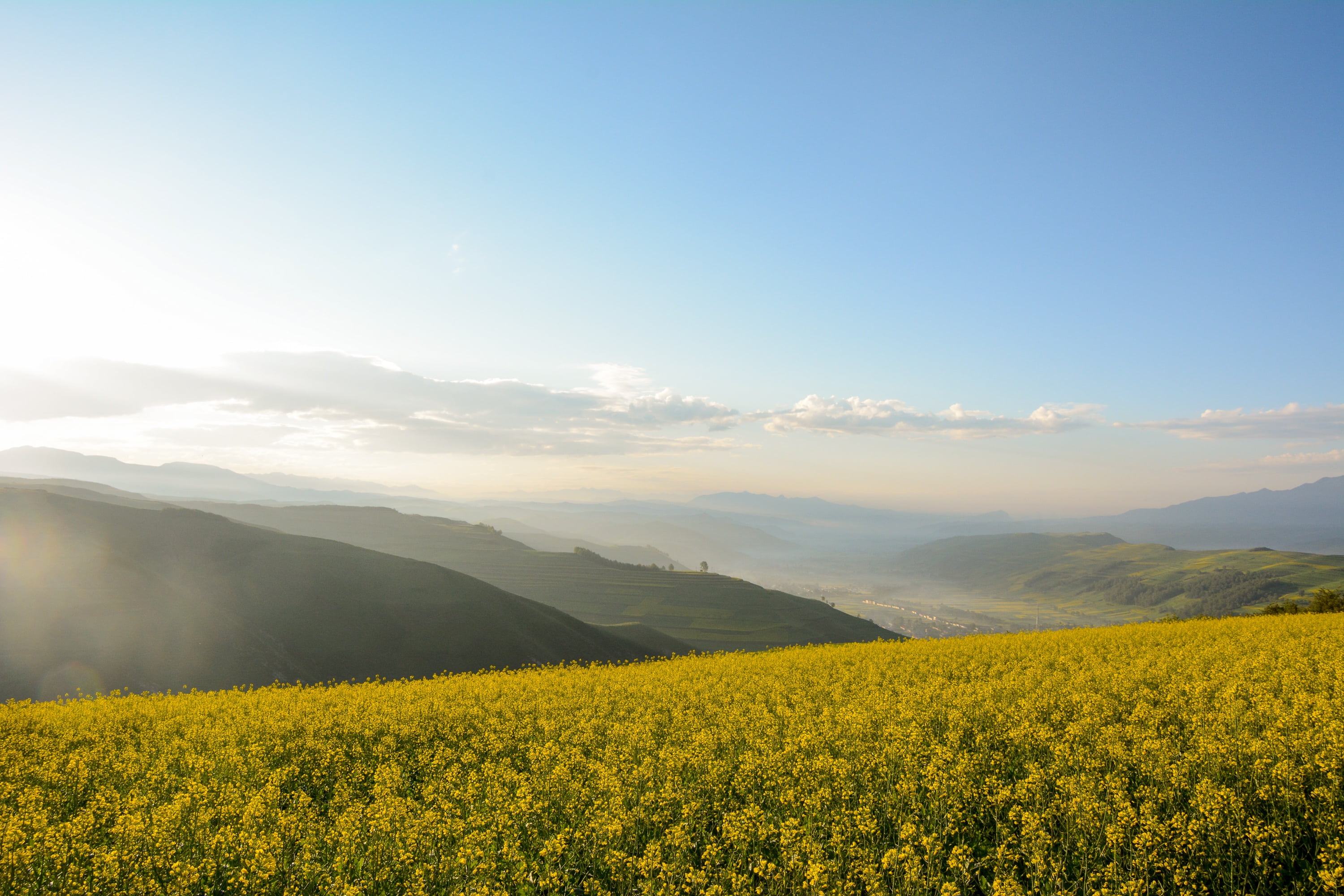 flower, nature, mountain range, outdoors, plant, flowering plant, summer, landscape, 2K, sky, idyllic, field, tranquility, fog, tranquil scene, snow mountain, HD Wallpaper