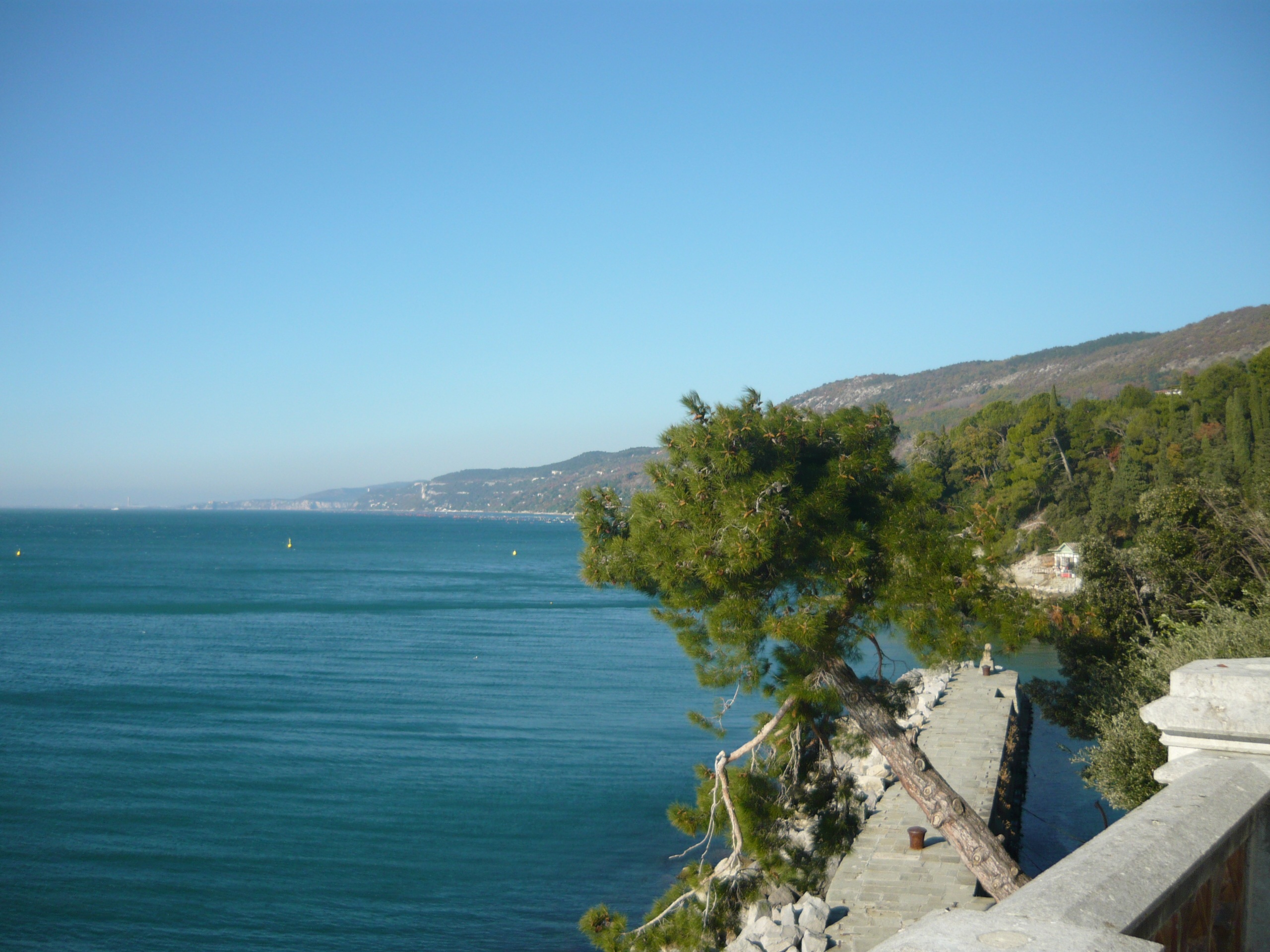 clear sky, tree, copy space, scenics - nature, tranquility, idyllic, trieste, italy, non-urban scene, sky, day, beauty in nature, water, sea, tranquil scene, HD Wallpaper