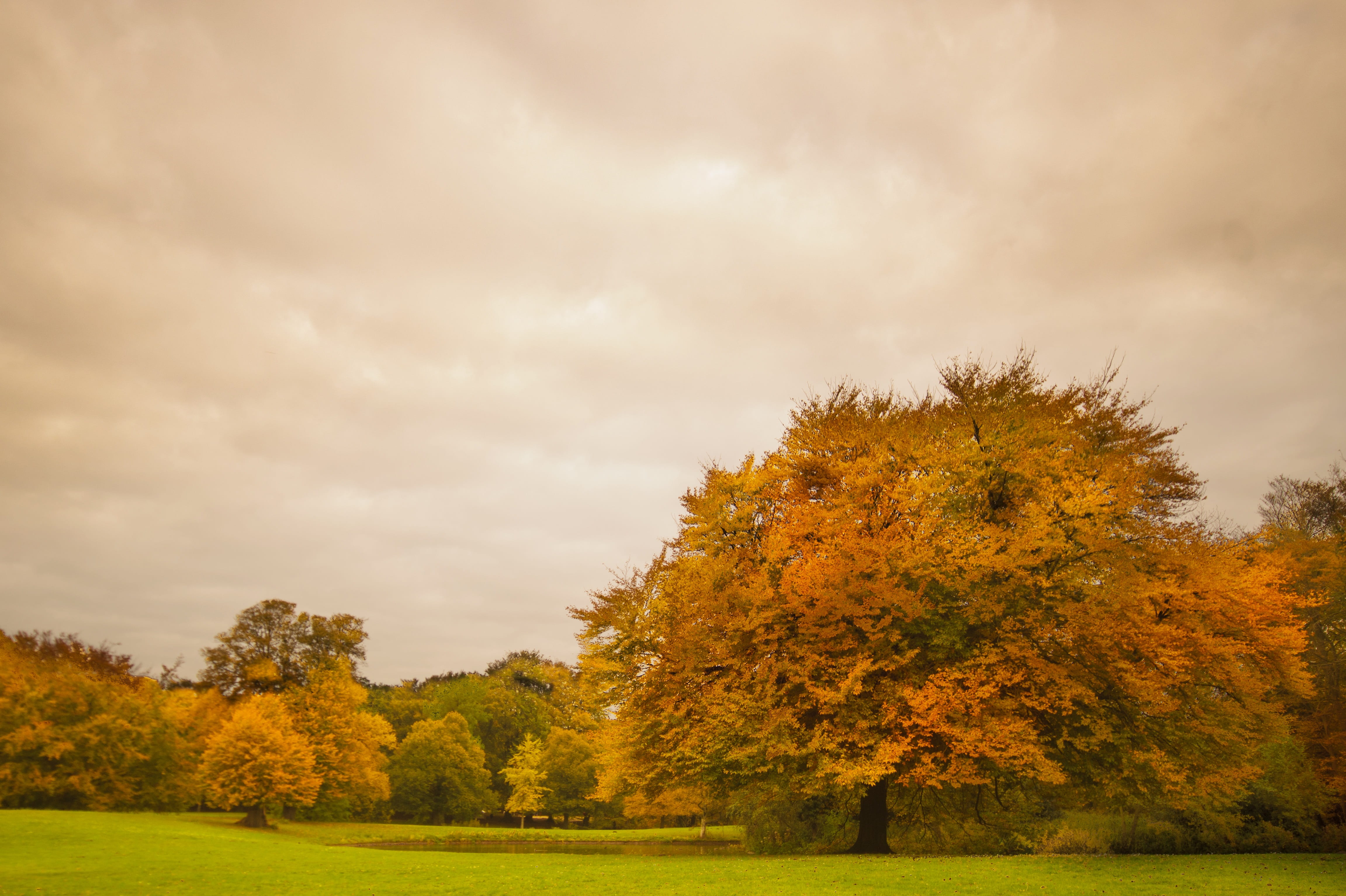 landscape, outdoor, park, Foliage, grass, outdoors, landscapes, white, bright, yellow, color Image, Fall, clouds, autumn, scenics, pine woodland, lawn, HD Wallpaper