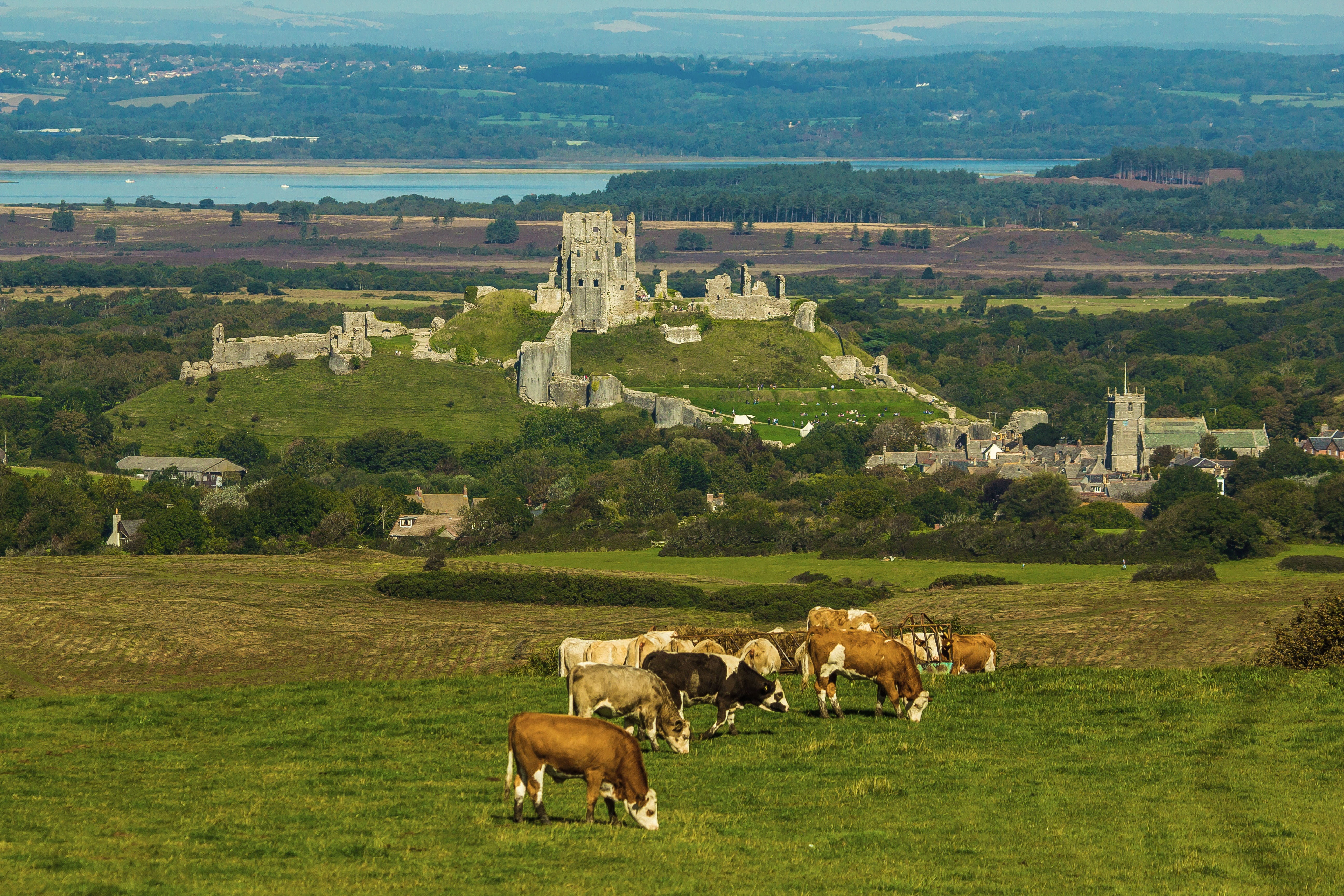 livestock, land, domestic animals, cattle, eating, 5K, cow, mammal, animal, panorama, corfe castle, building exterior, animal themes, no people, outdoors, HD Wallpaper