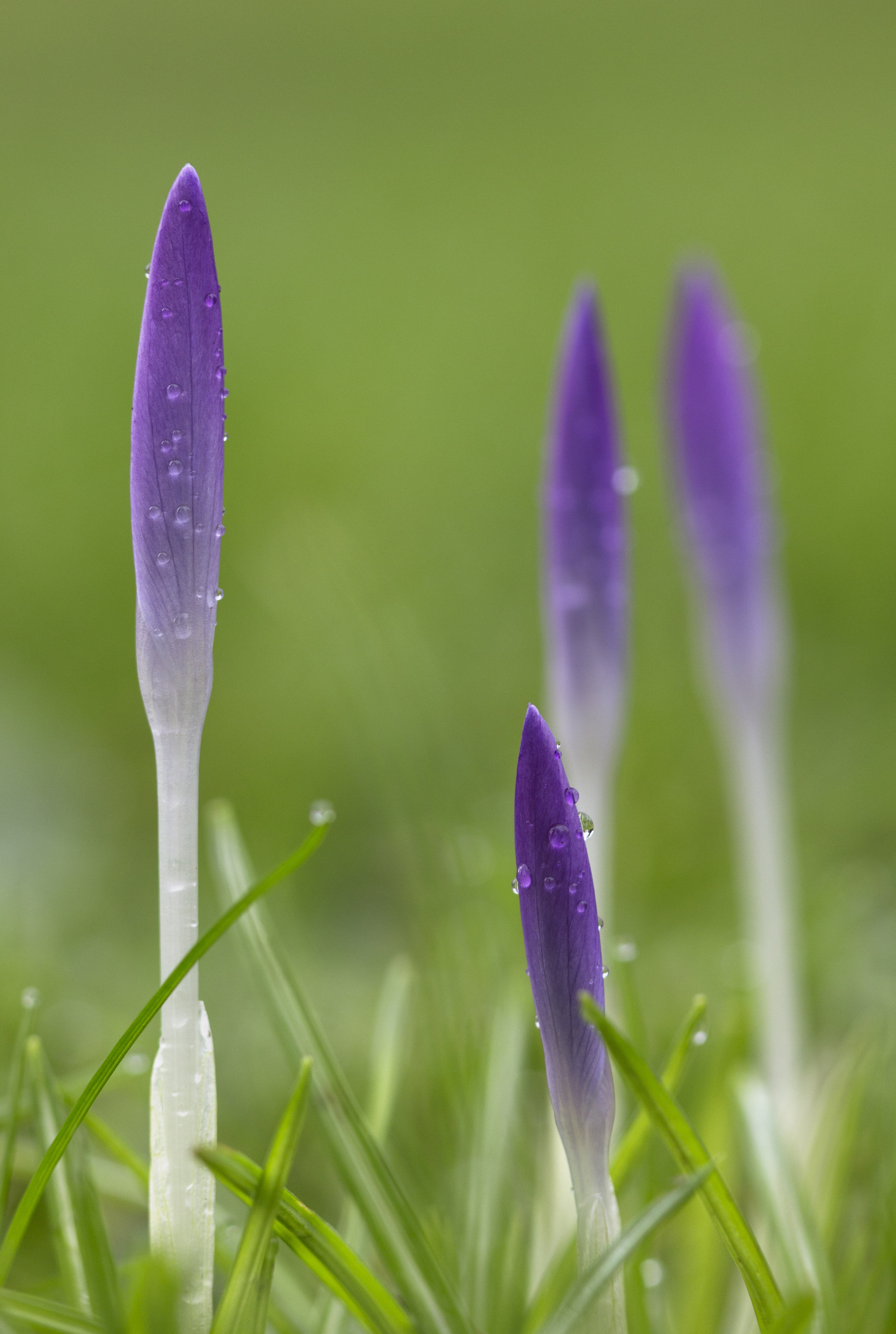 close-up, buds, colour, crocus, photo, green Color, springtime, selective, Dorset, flower, Challenge, selective focus, nature, Purple, bud, plant, more rain, Phone HD Wallpaper