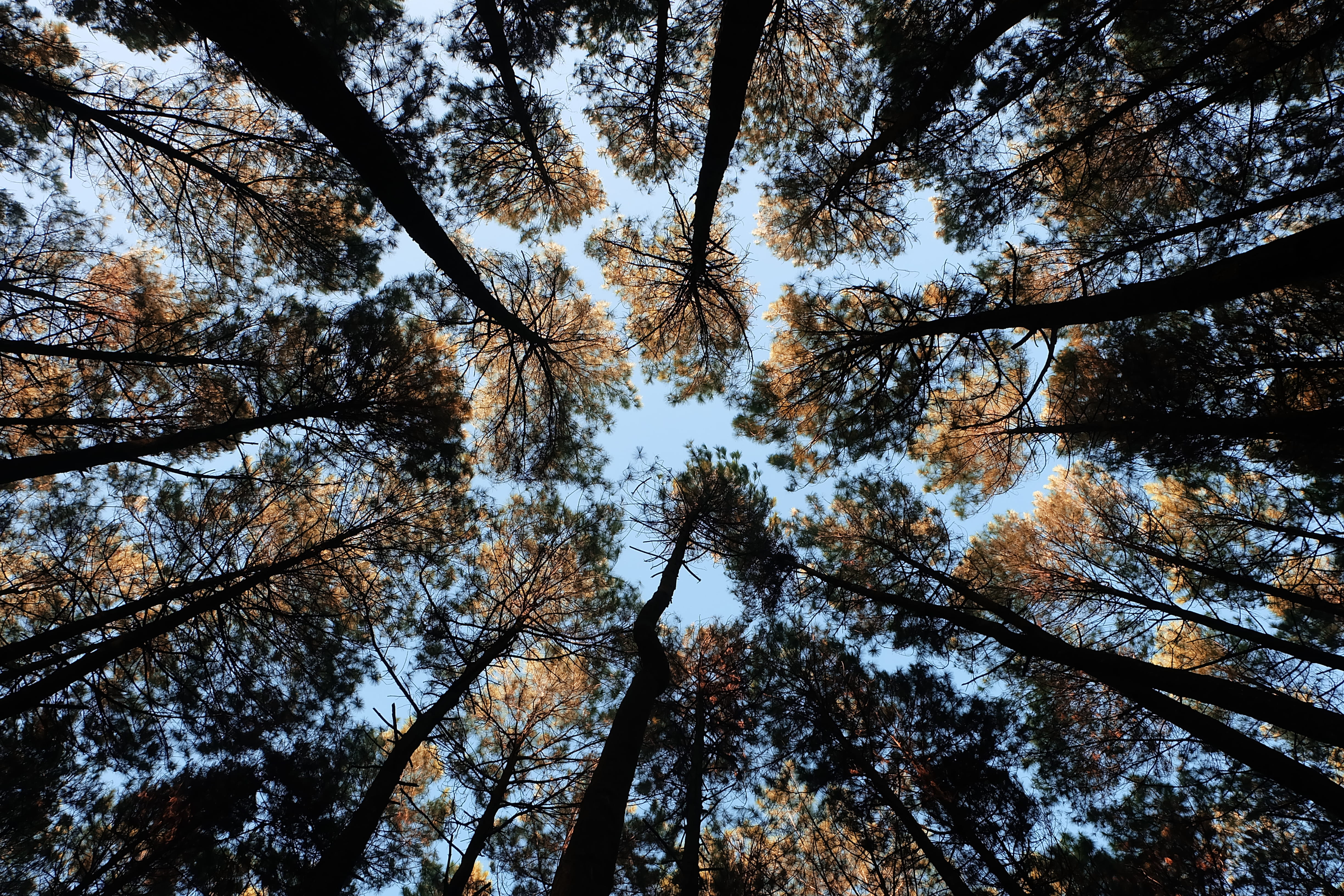 tranquility, day, pinu, low angle view, trees, tree, fujifil, beauty in nature, woodland, full frame, outdoors, bristant, 4K, bangkitristant, pinetree, HD Wallpaper