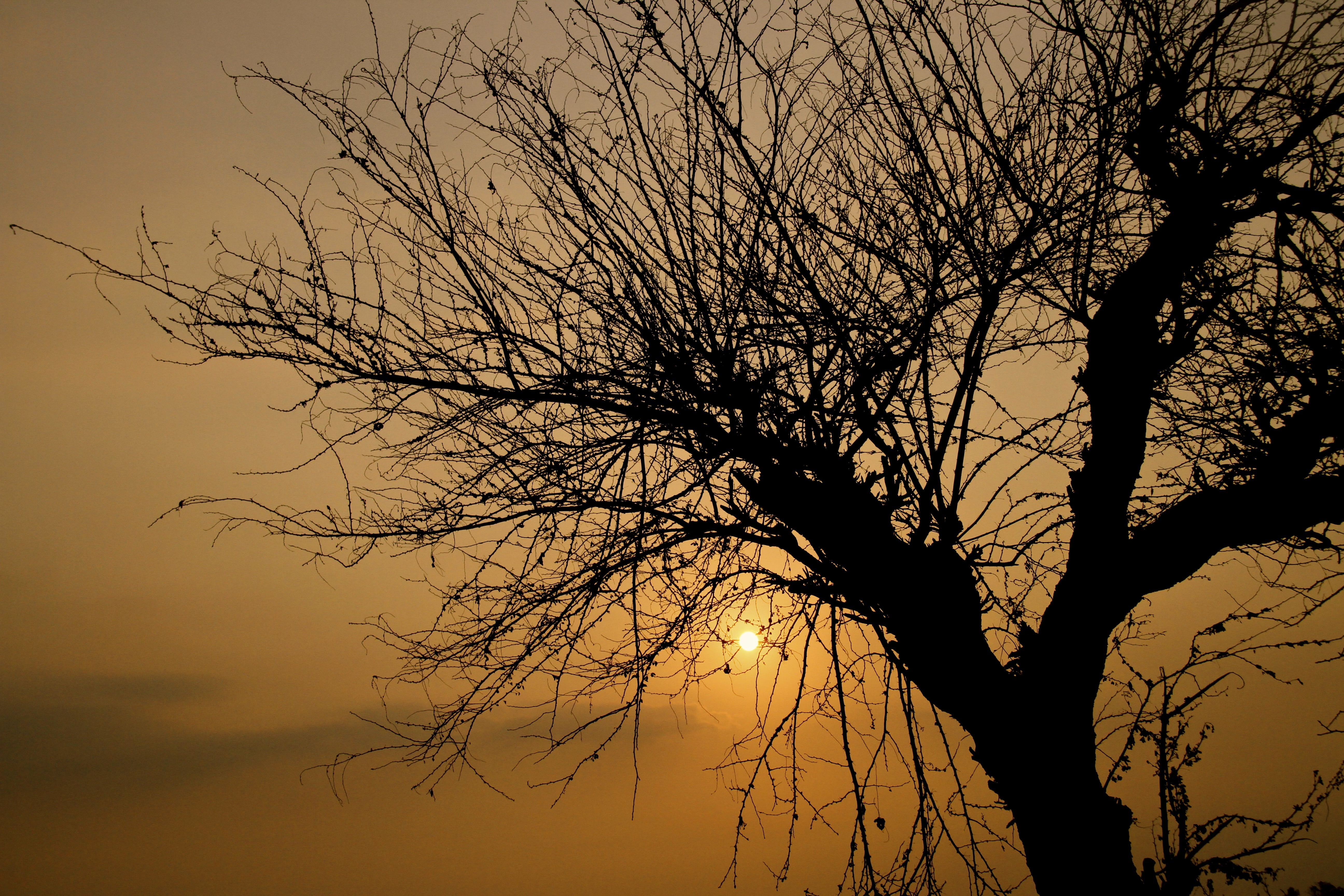 outdoors, horizon, trunk, idyllic, tranquility, tree trunk, summer, no people, low angle view, tree, 5K, plant, bare tree, yellow, beauty in nature, sunset, HD Wallpaper