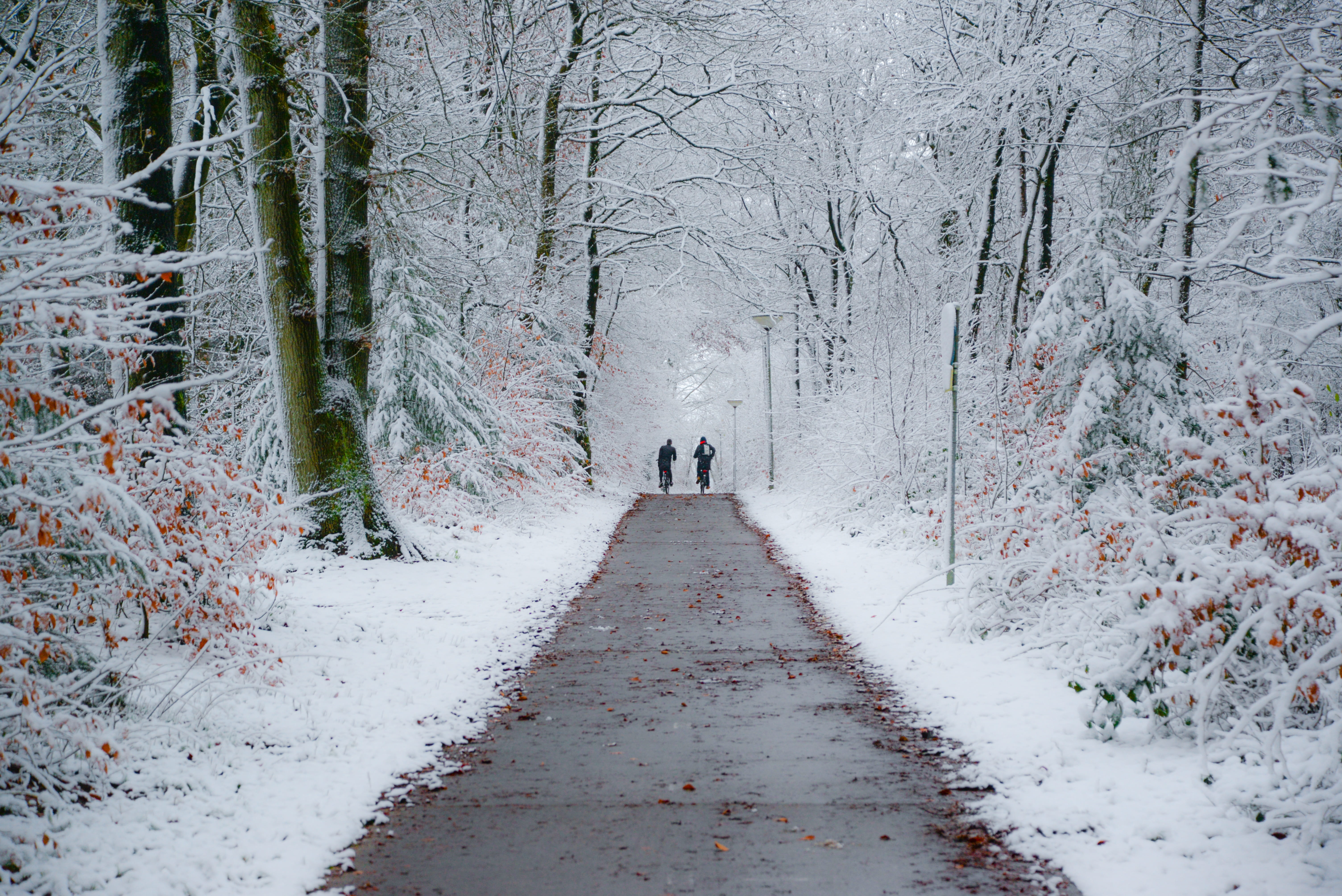 bike path, pathway, kids, forest, trees, day, real people, school, nature, person, cold temperature, outdoors, winter, footpath, road, plant, woodland, HD Wallpaper