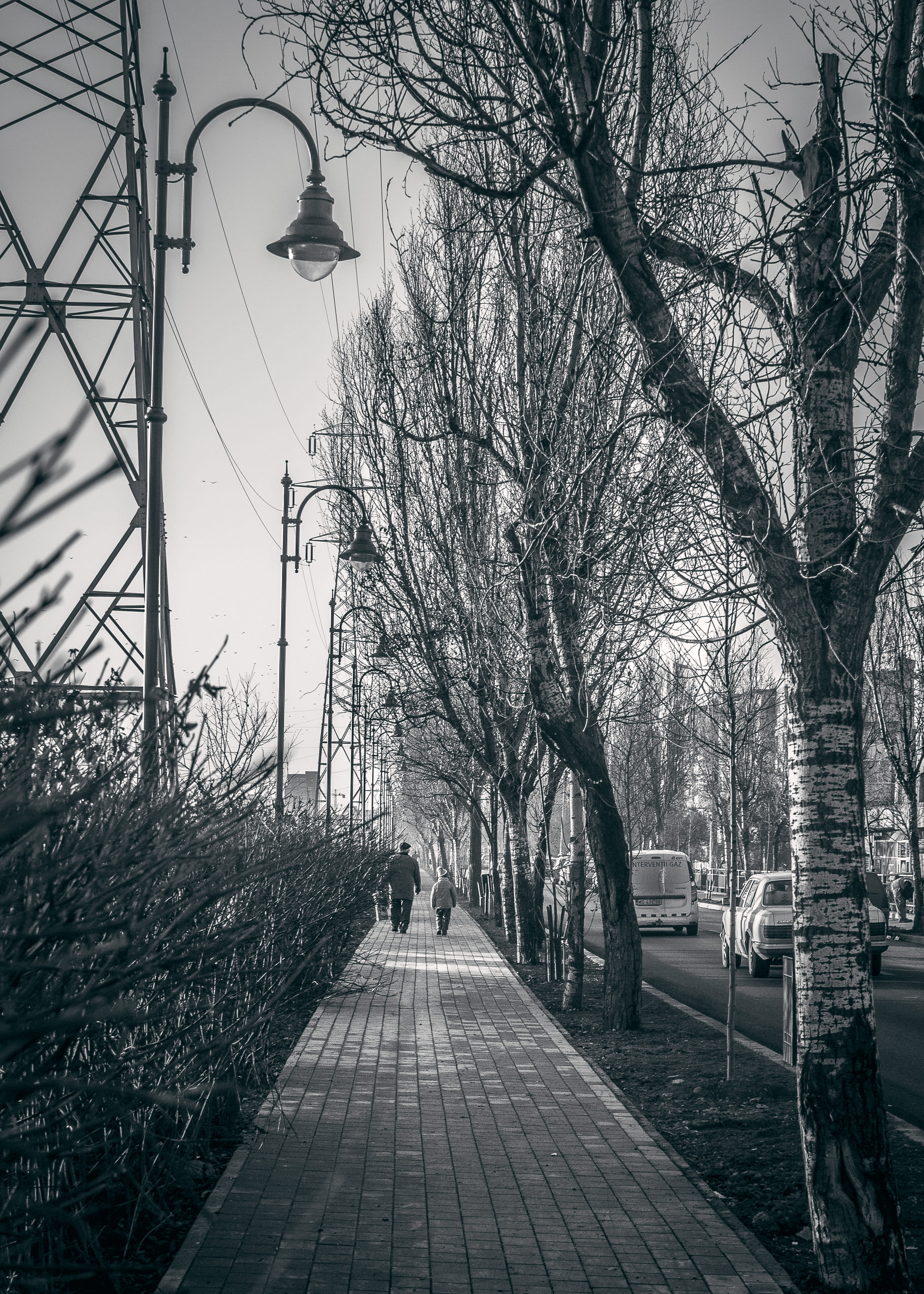 tree, street light, plant, trees, sidewalk, wood, day, street, street lamps, light, pavement, direction, city, snow, architecture, plants, black and-white, Phone HD Wallpaper