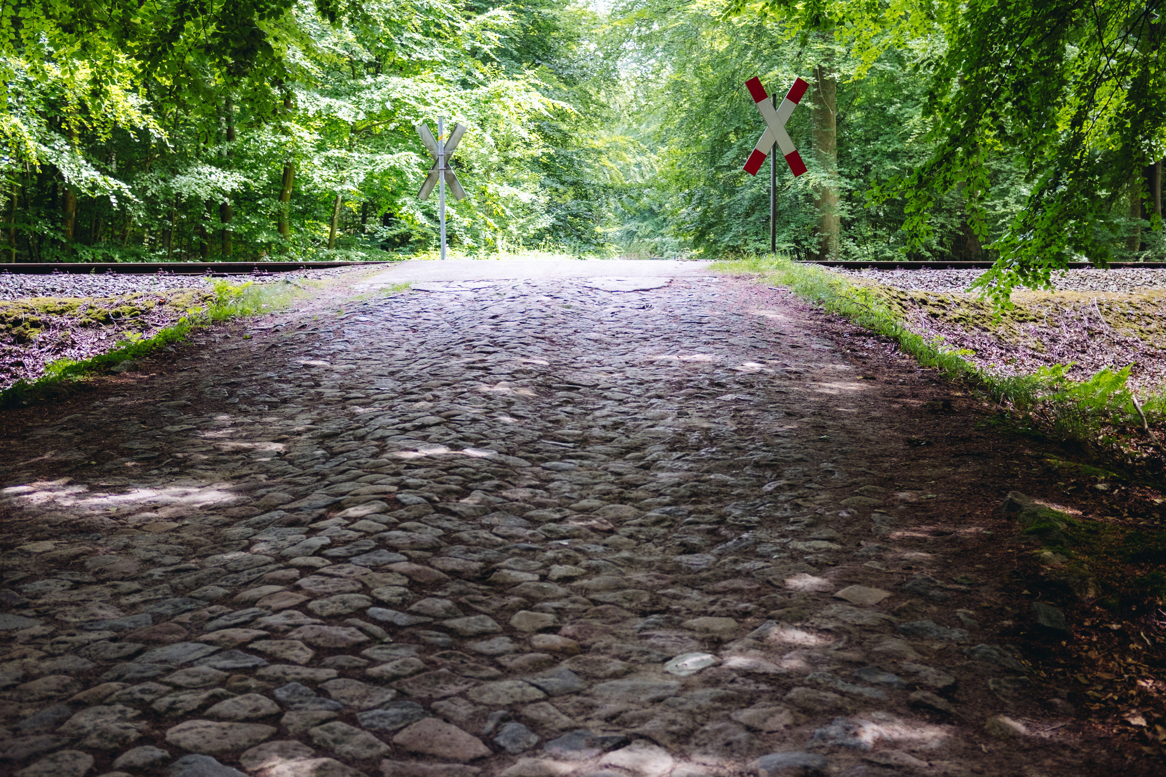 train, white, women, footpath, platform, cross, track, travel, road, the way forward, green, forest, walking, growth, abandoned, landscape, crossing, tranquility, HD Wallpaper