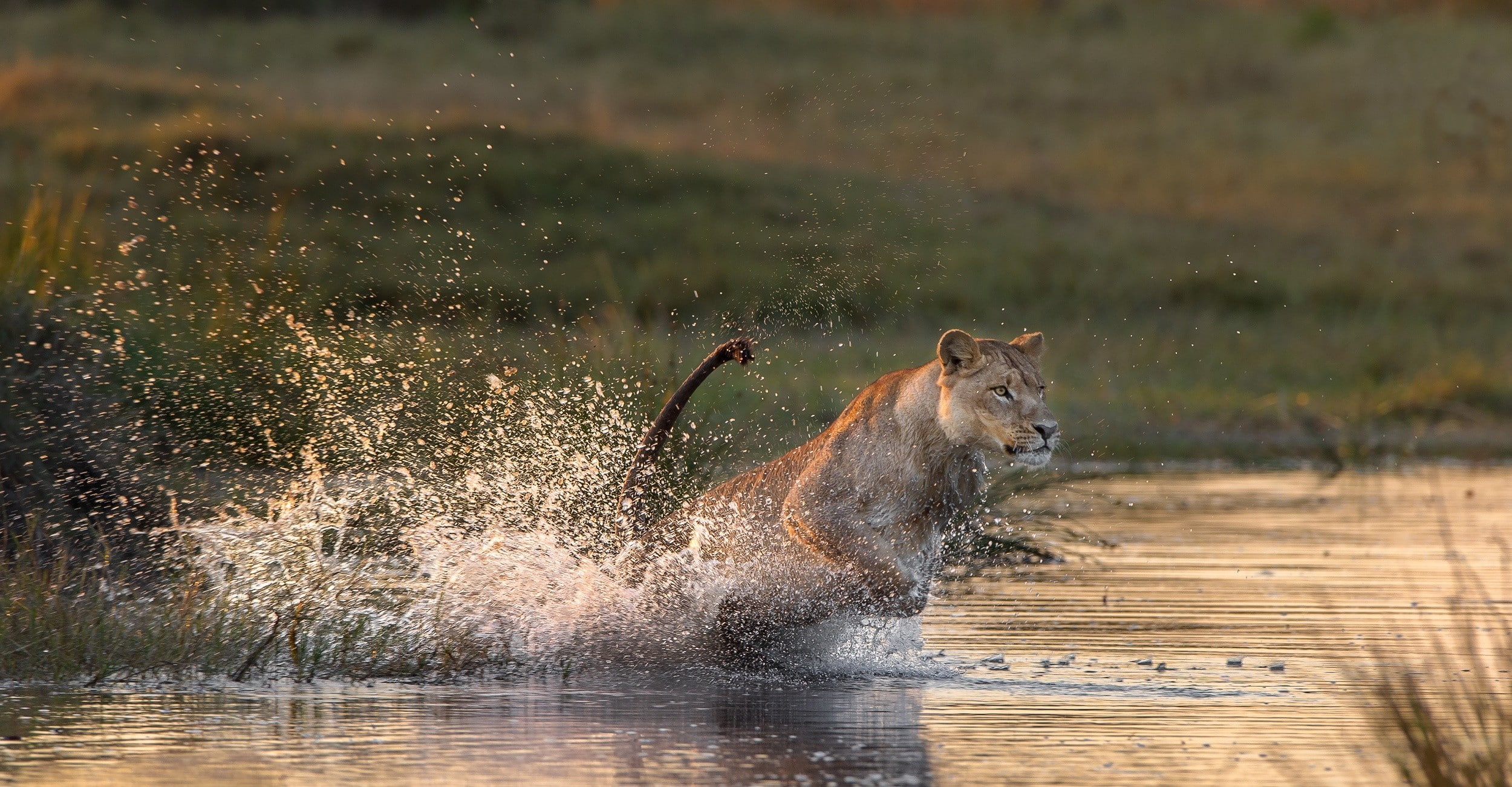 big cats, 1080P, water, lion, animals, HD Wallpaper