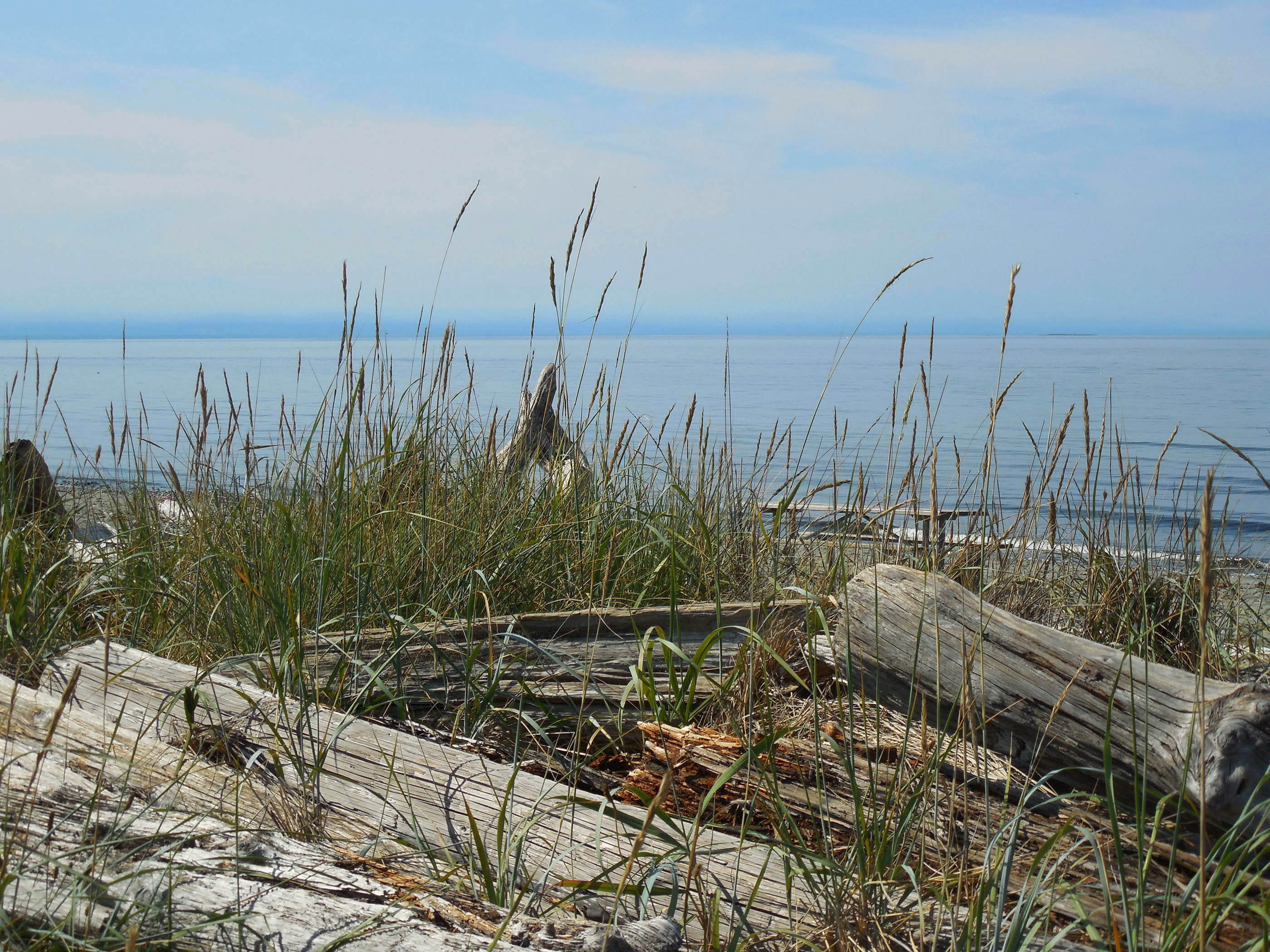 pacific northwest, grass, outdoors, land, whidbey island, 2K, serene, nature, ocean, view, timothy grass, isolated, deception pass, horizon, beach, state park, HD Wallpaper