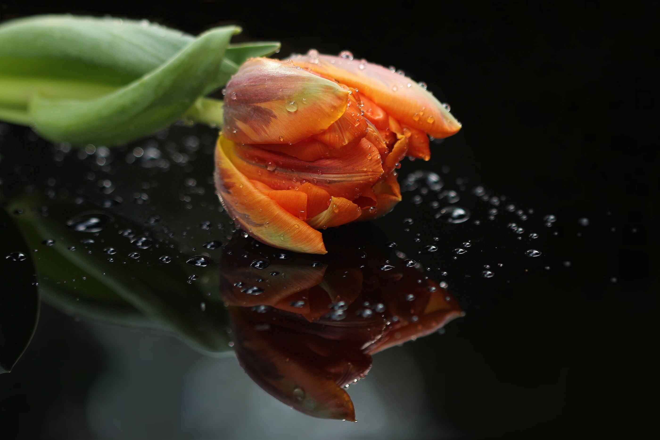 petal, japanese food, wellbeing, tulip, tulips, healthy eating, food and drink, food, focus on foreground, close-up, studio shot, nature, black background, HD Wallpaper