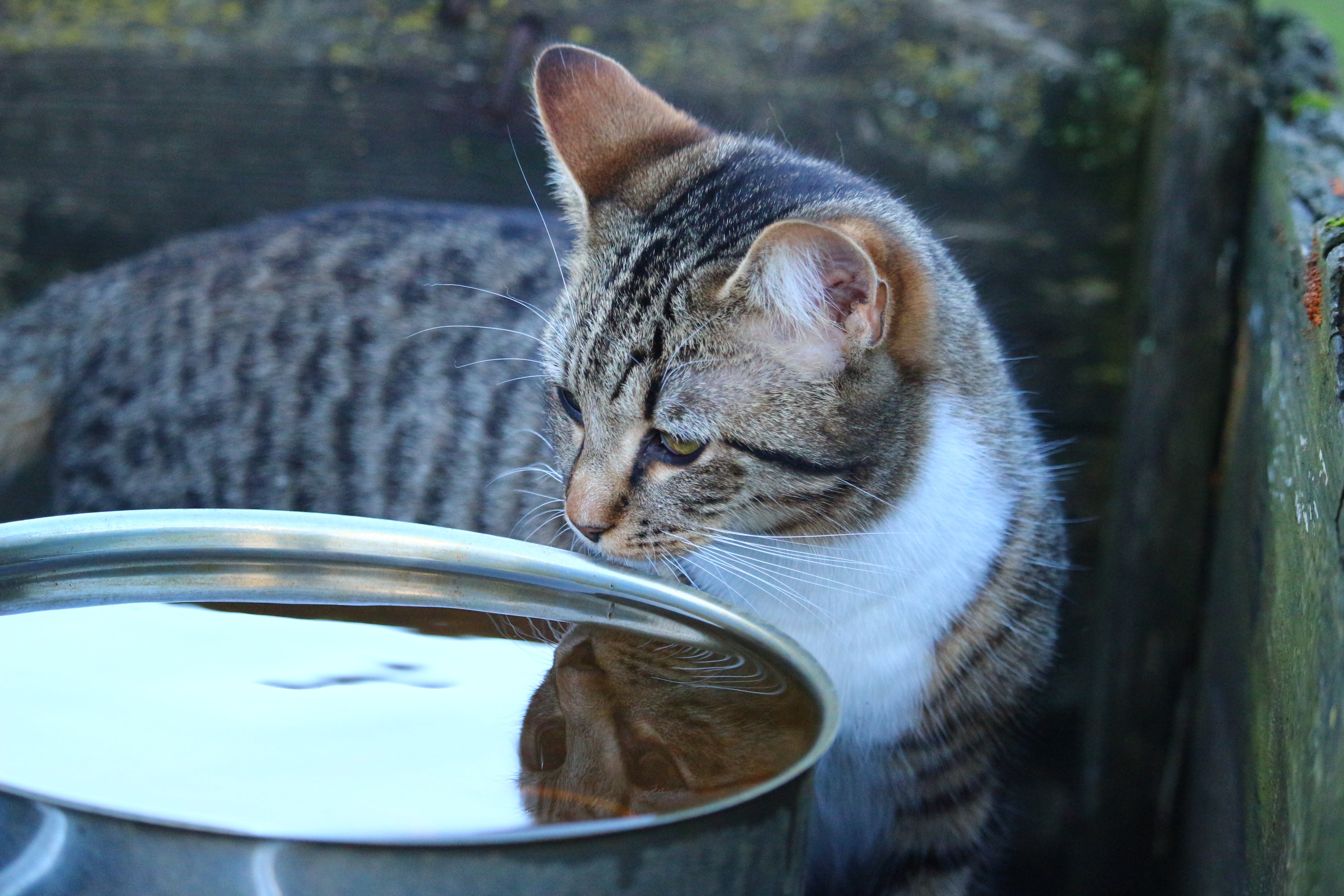 selective focus, domestic cat, drink, water, animal, kitten, no people, whisker, feline, food and drink, mackerel, close-up, tiger cat, animal head, drinking, HD Wallpaper