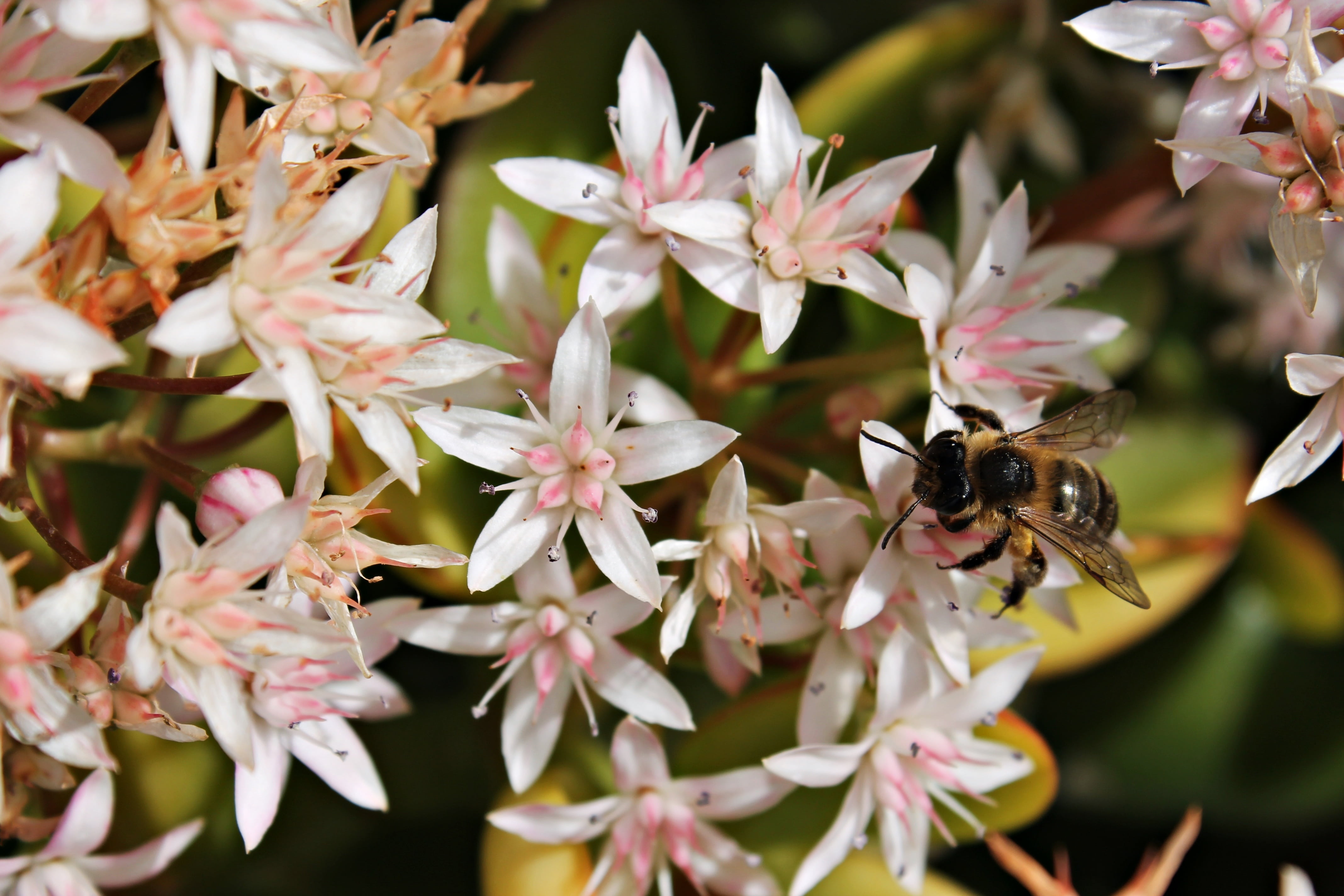 encounter, fragility, vulnerability, honey, invertebrate, freshness, pollen, mediterranean, bee, nature, no people, close-up, diversity, beauty in nature, HD Wallpaper
