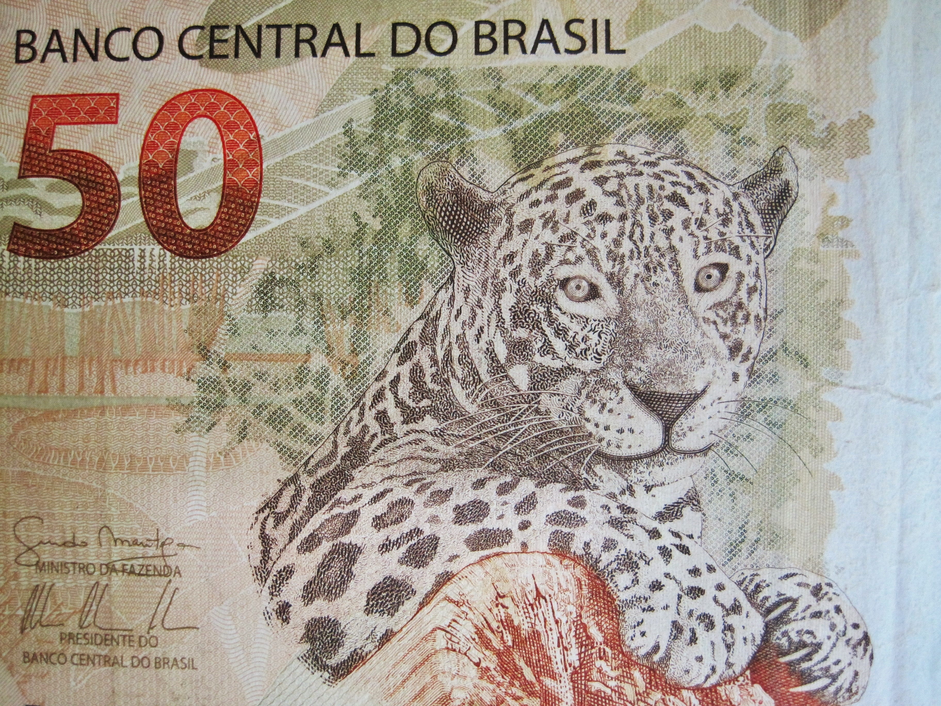 detail, bill, business, human representation, jaguar, backgrounds, close-up, paper money, brl, banking, brazilian fifty real-appearance, extreme close-up, HD Wallpaper