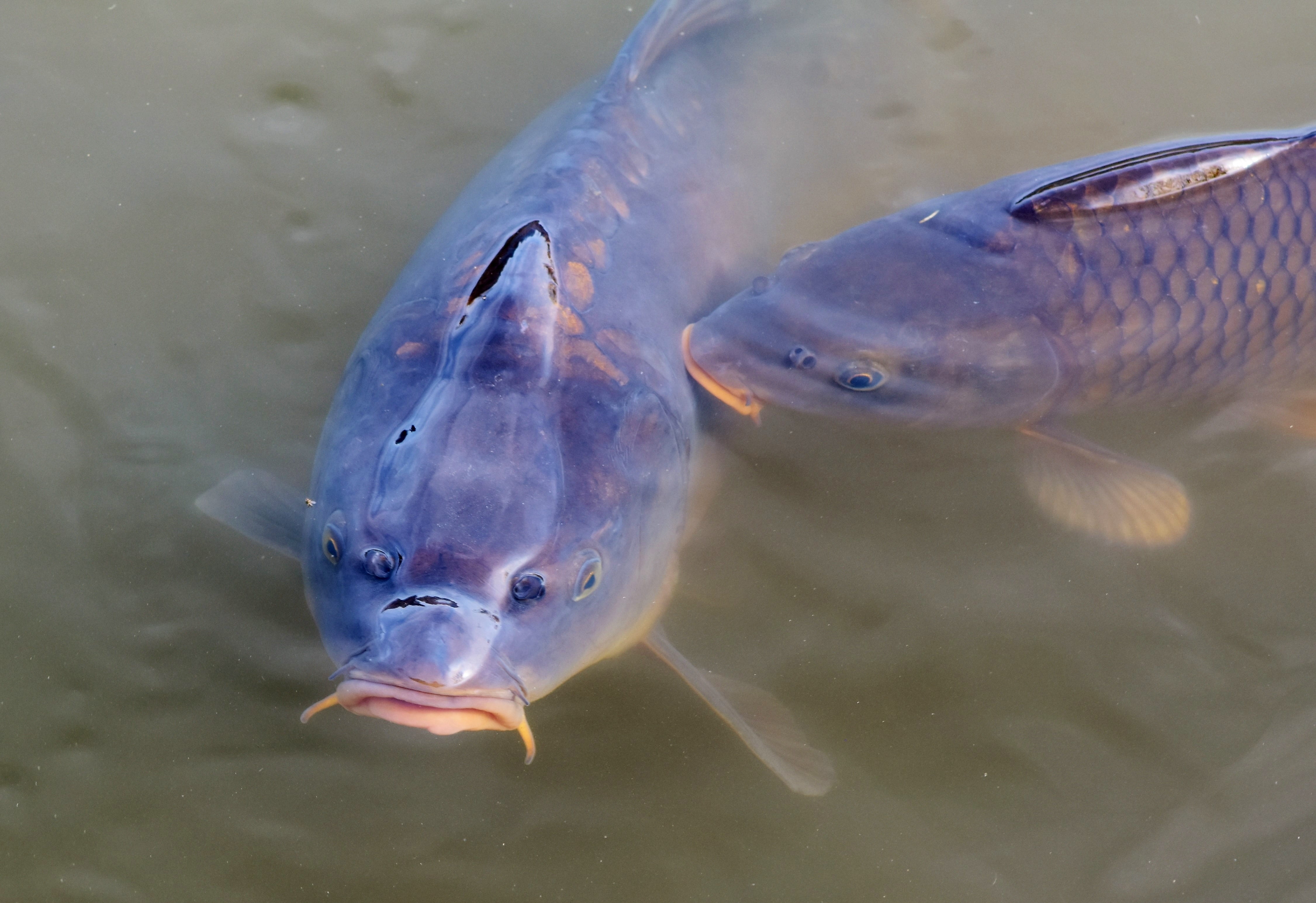 close-up, no people, gray, water, appear, scale, animal, fish pond, vertebrate, full length, animals in the wild, two animals, sea, animal wildlife, animal themes, HD Wallpaper
