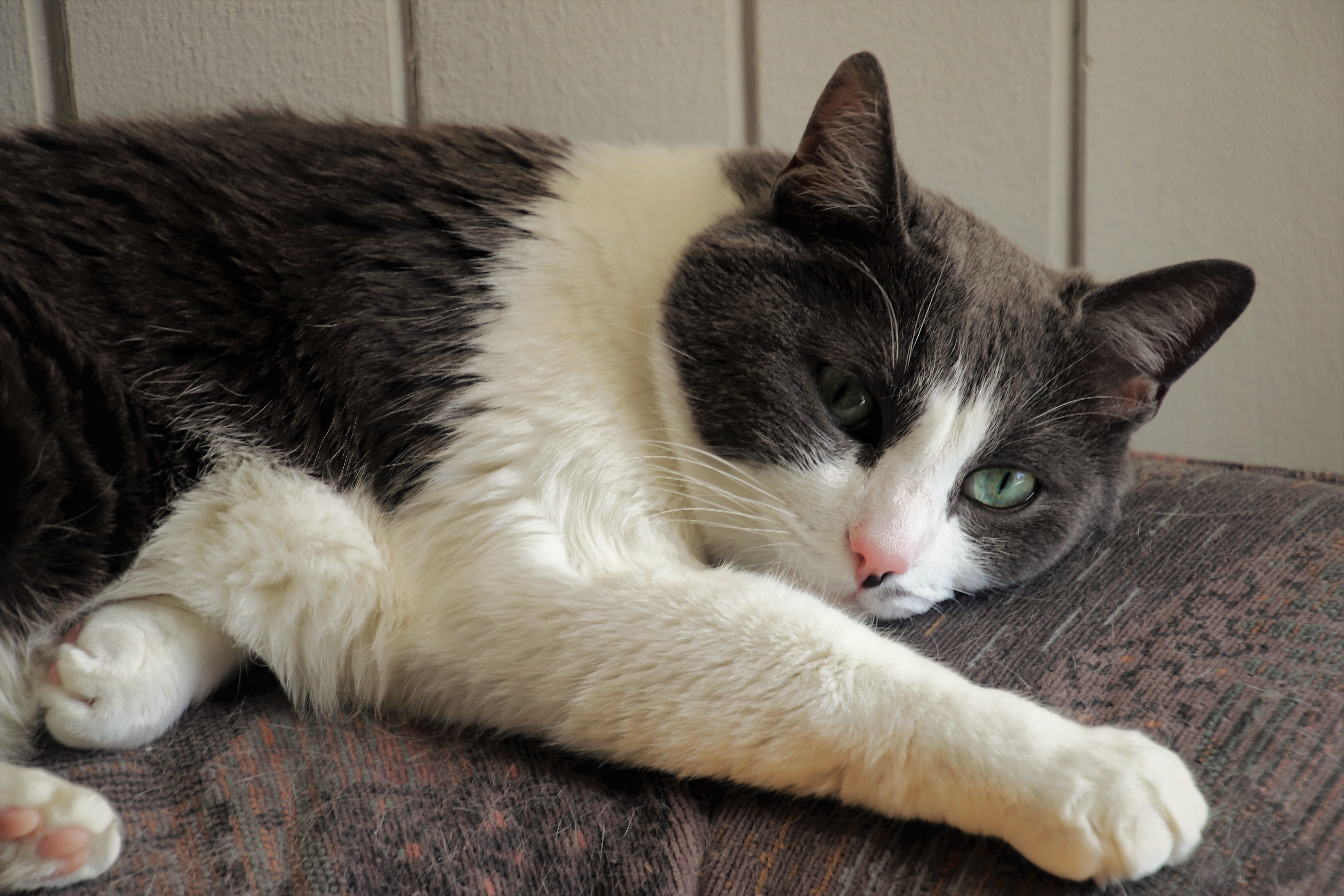 attention, domestic cat, appearance, looking at camera, no people, lying, portrait, couch, one animal, resting, cozy, mackerel, domestic, cat, feline, tired of, HD Wallpaper