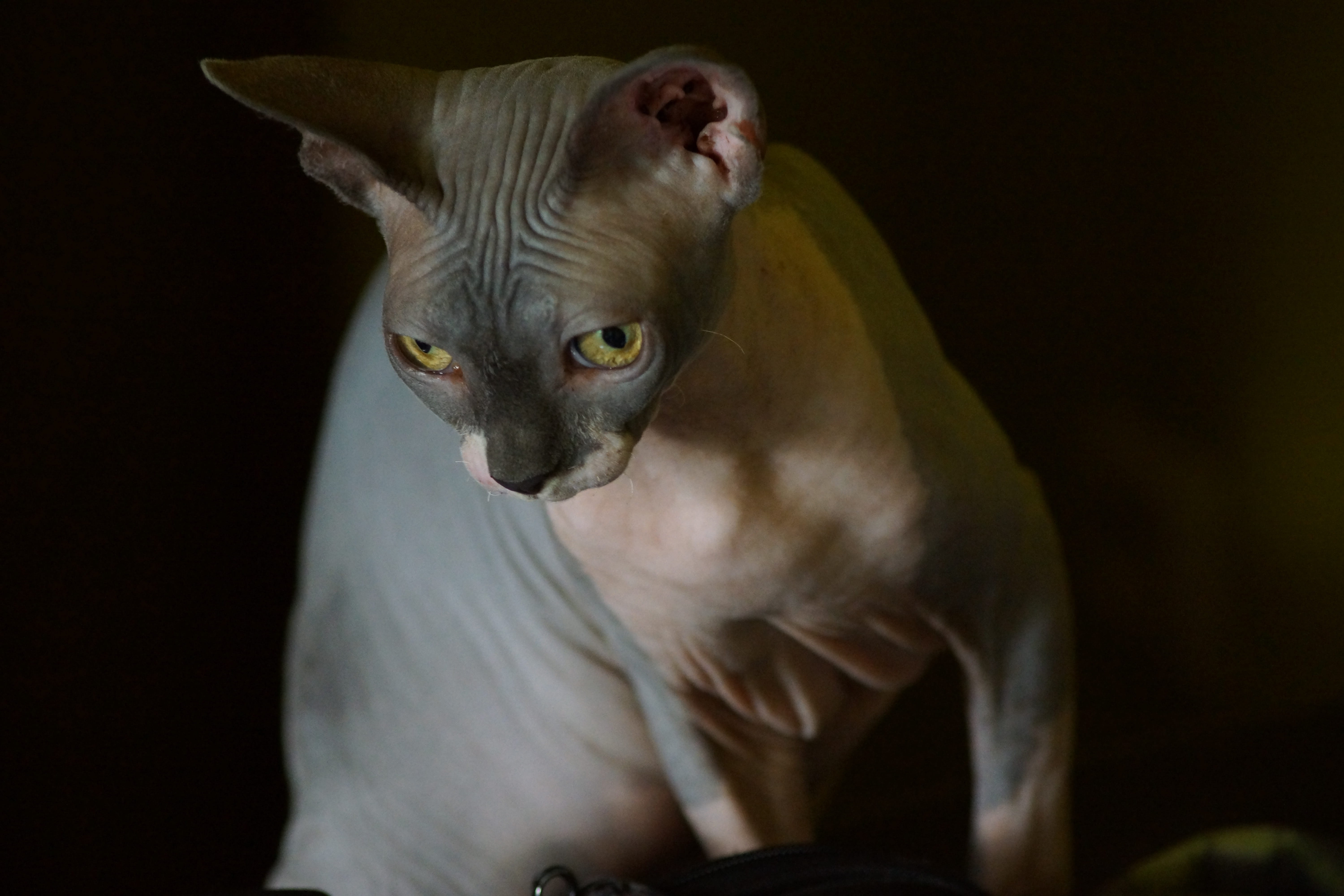 no people, looking at camera, studio shot, vertebrate, dog, canine, animal head, animals, whisker, appearance, looking, domestic, pets, animal themes, cat, HD Wallpaper
