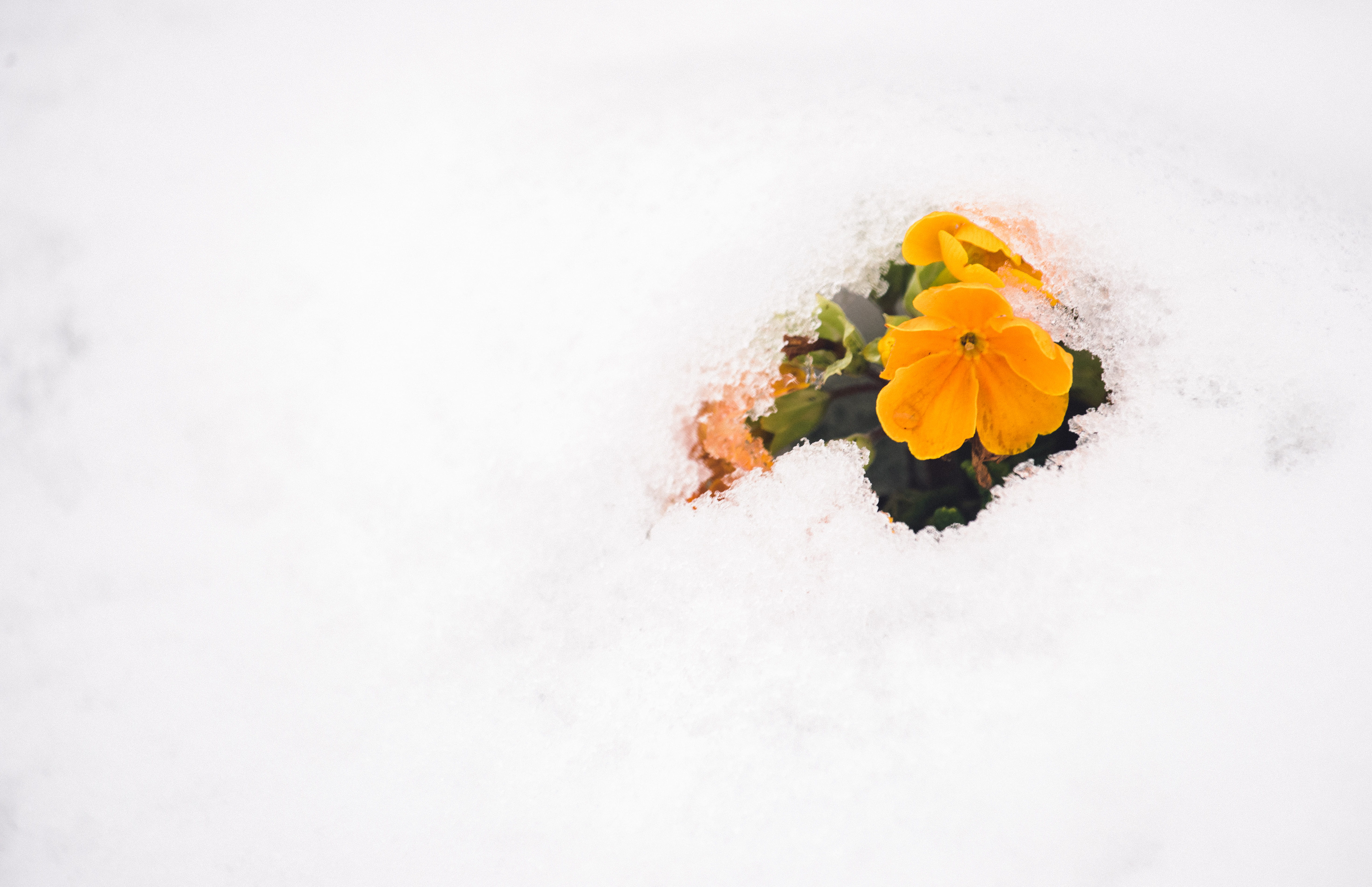 yellow, flower arrangement, break through, freshness, flower, flowering plant, vulnerability, no people, flower head, colour, daffodil, growth, plant, beauty in nature, HD Wallpaper