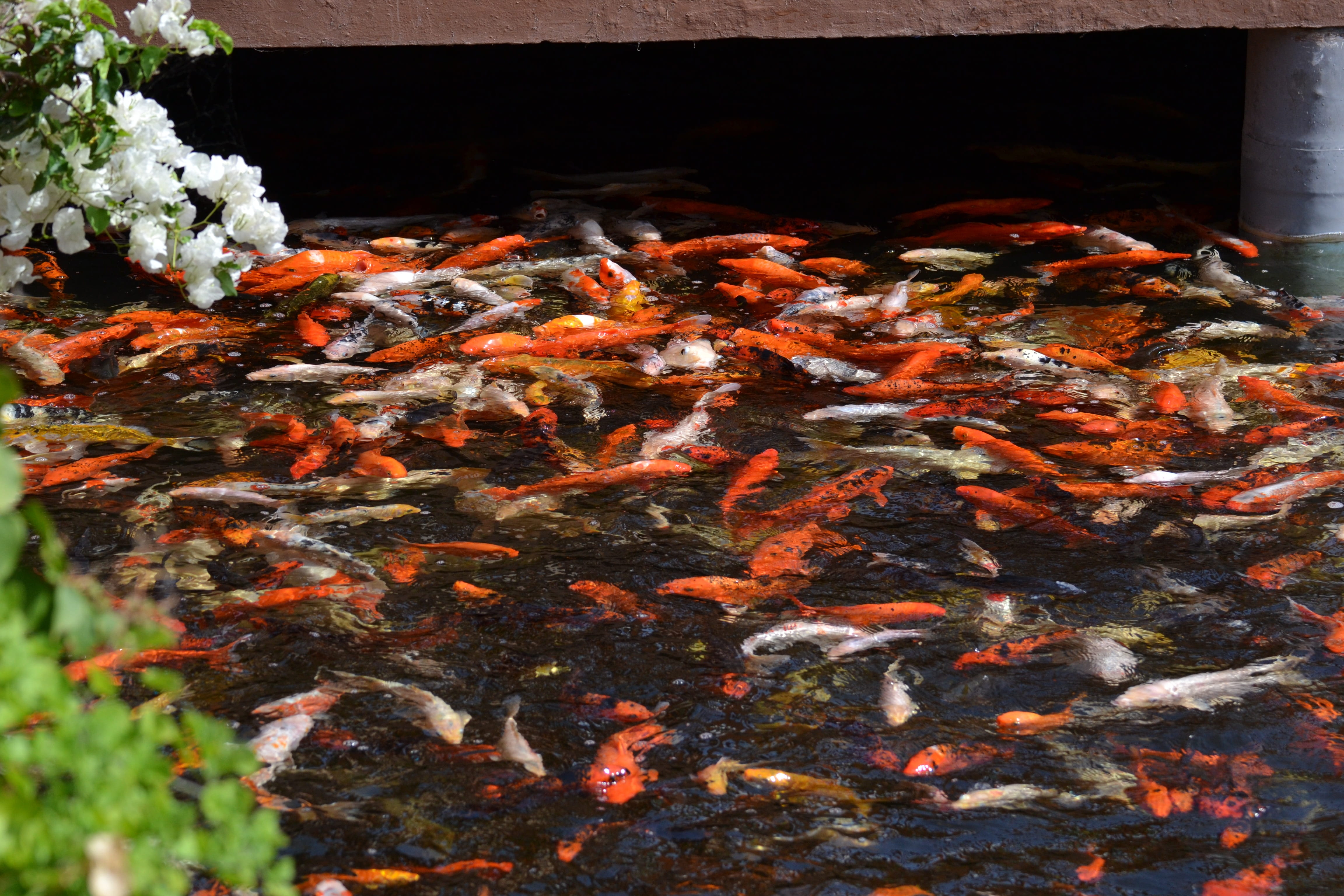 orange color, animals in the wild, marine, group of animals, underwater, fish pond, nature, no people, animal themes, carp, pond, 4K, animal wildlife, HD Wallpaper