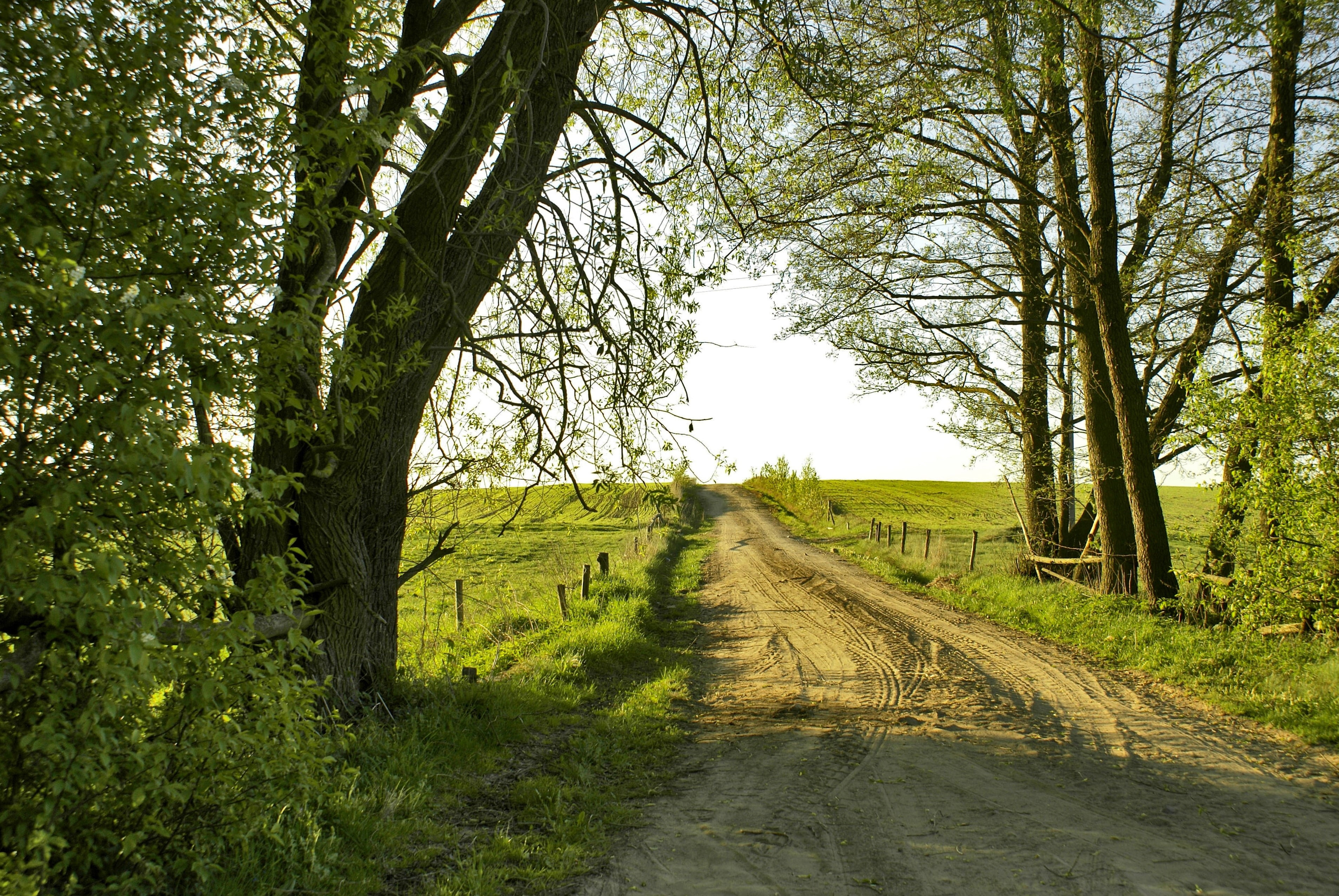environment, nature, rural Scene, pulsze, outdoors, green, green color, way, tree, village, transportation, land, pathway, sandy road, diminishing perspective, HD Wallpaper
