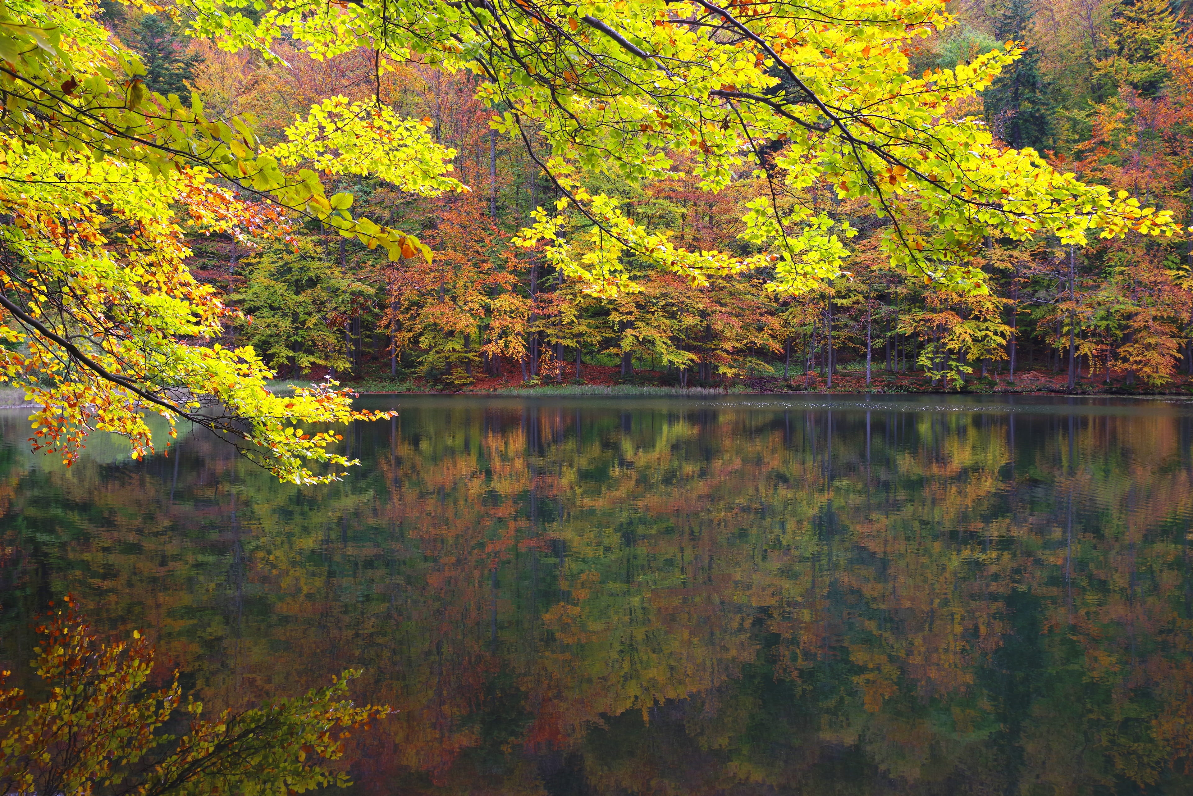 plant, the silence, beauty in nature, outdoors, scenics - nature, nature, lake, landscape reserve, no people, growth, forest, foliage, poland, 4K, autumn, HD Wallpaper