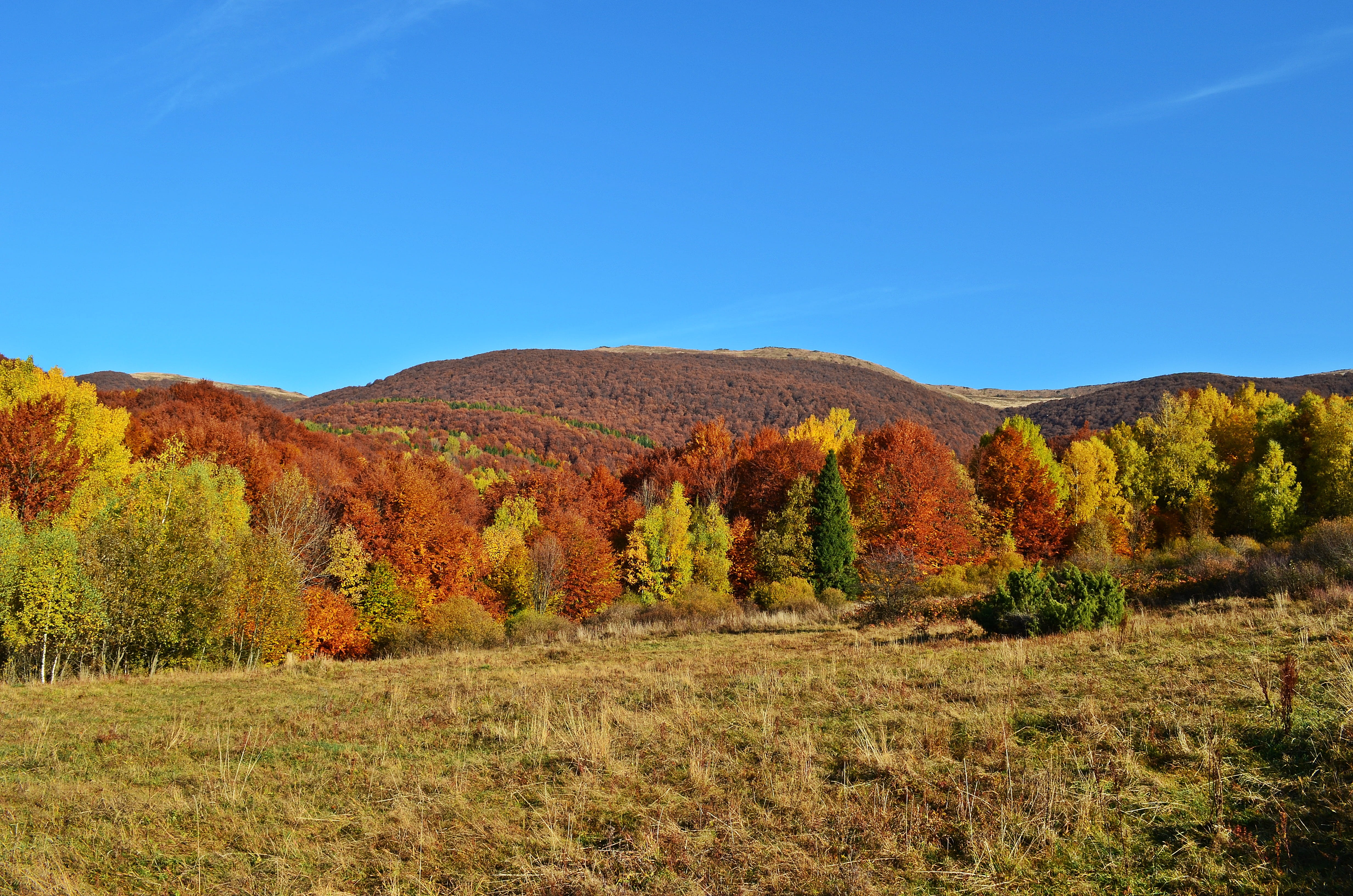 forest, plant, growth, no people, tree, outdoors, peace of mind, green, environment, vegetation, autumn, nature, 4K, holidays, landscape, land, tranquil scene, HD Wallpaper
