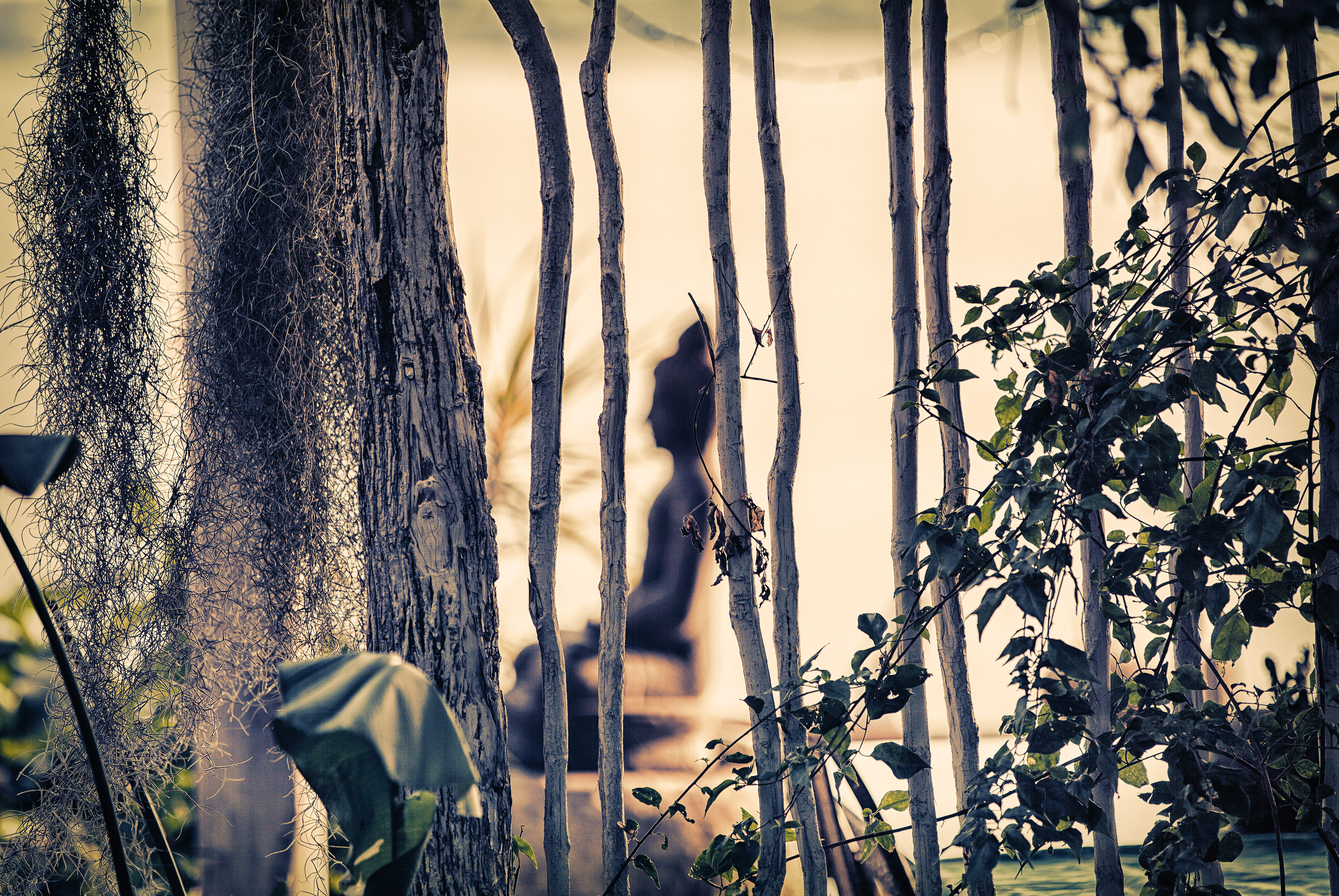 tree, buddhism, forest, garden, 5K, beauty in nature, tree trunk, mozambique, plant stem, outdoors, meditation, no people, statue, branch, close-up, growth, HD Wallpaper