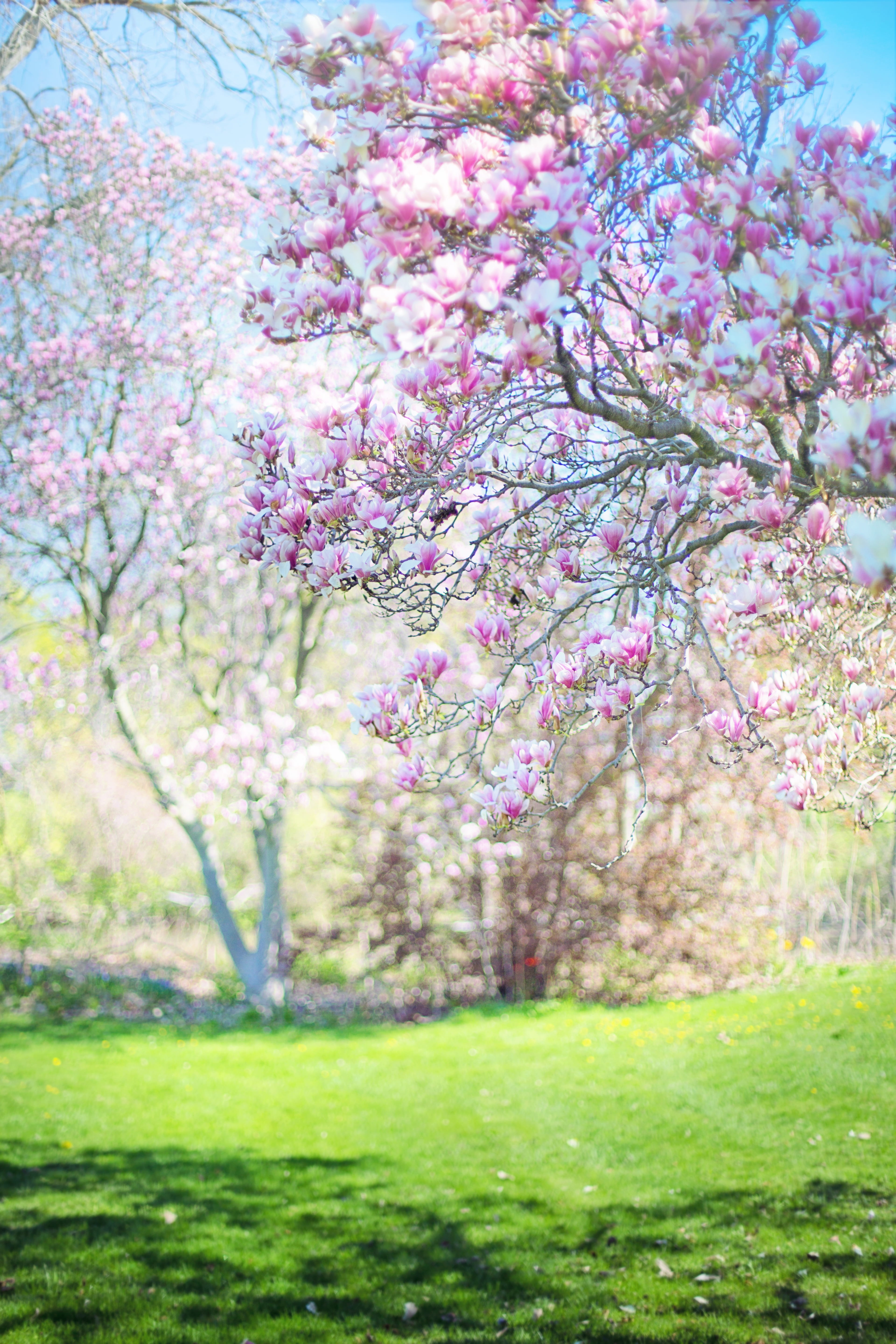 growth, branch, plant, tranquility, nature, background, grass, pink, blooms, cherry tree, no people, blossoms, 5K, blossom, pink color, green color, springtime, Phone HD Wallpaper