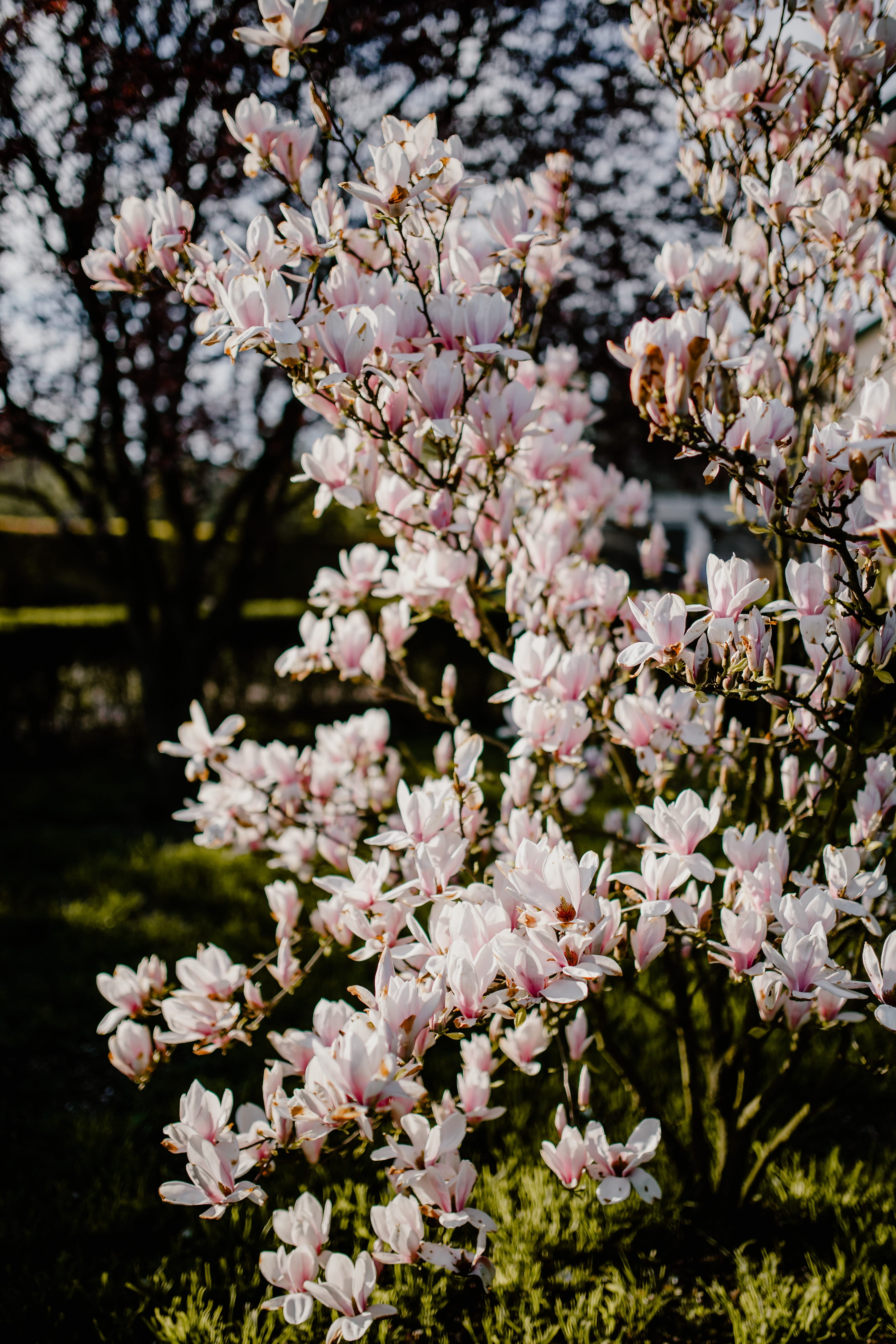 day, garden, april, nature, plant, close-up, branch, no people, bloom, petal, outdoors, springtime, cherry tree, freshness, magnolia, tree, fragility, lovely, Phone HD Wallpaper