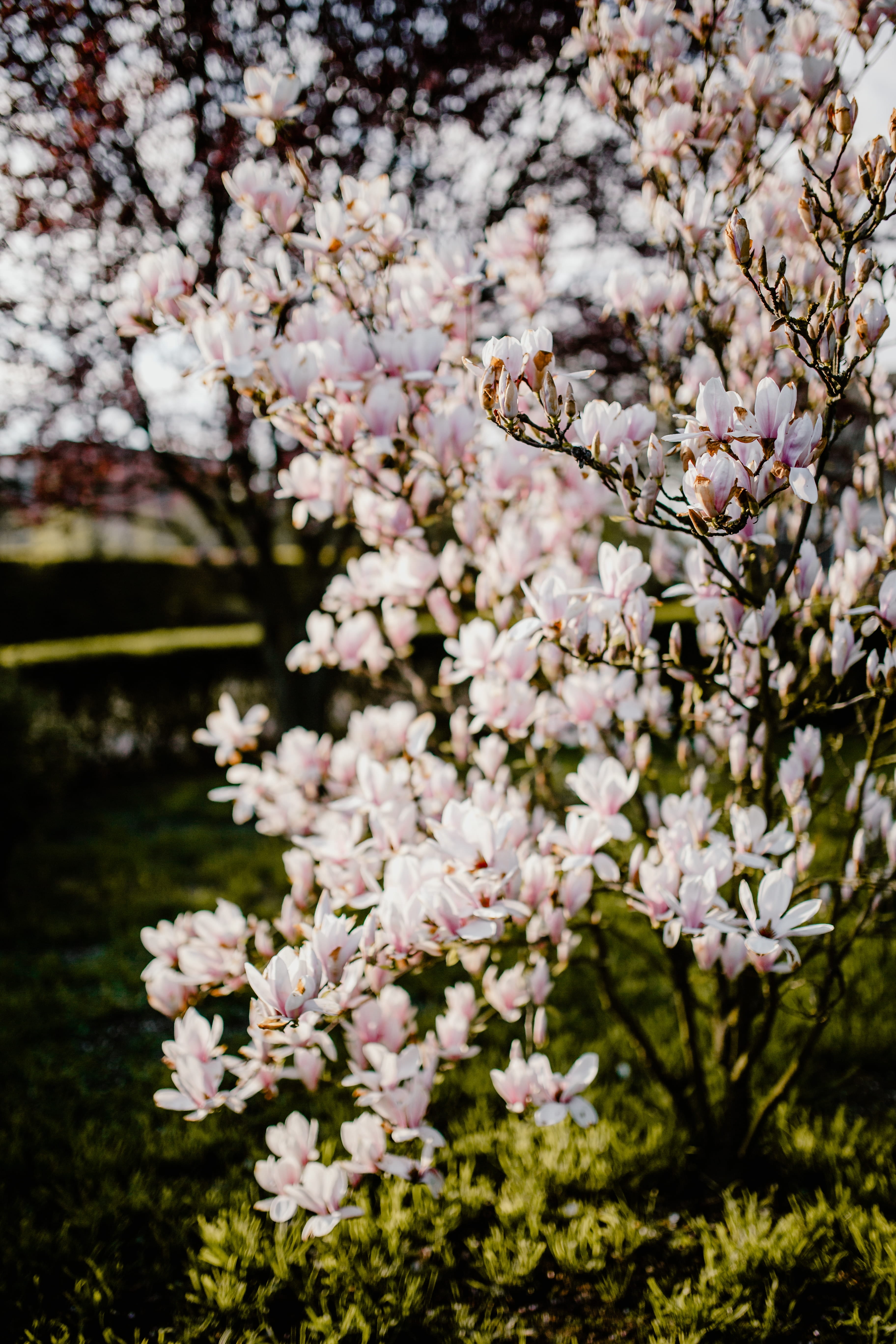 botany, bloom, pink color, lovely, beauty in nature, day, cherry tree, flower, springtime, outdoors, flowers, spring, 5K, branch, growth, freshness, tree, Phone HD Wallpaper