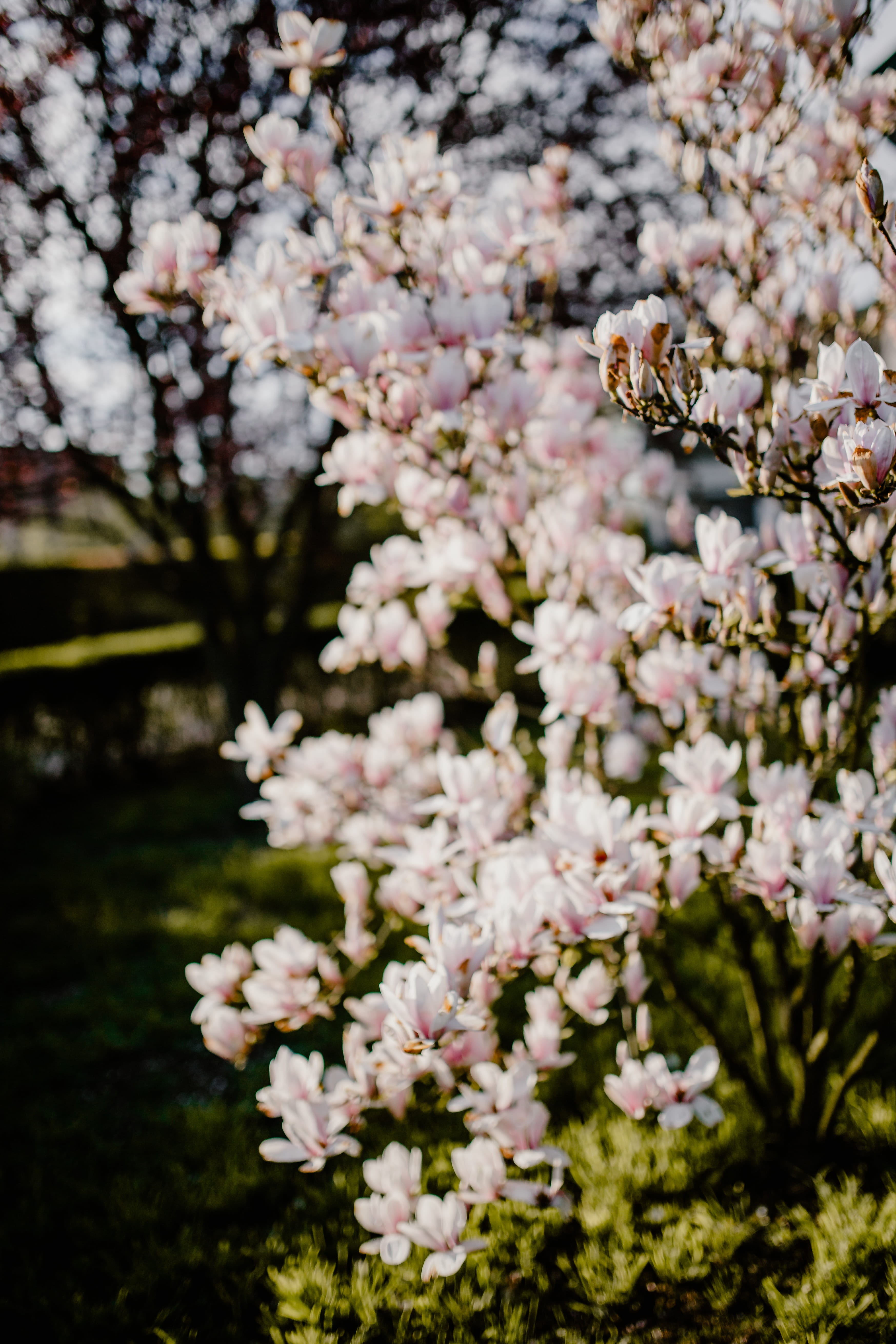 outdoors, petal, flower head, vulnerability, plant, close-up, april, nature, branch, floral, no people, garden, cherry blossom, spring, day, beauty in nature, Phone HD Wallpaper