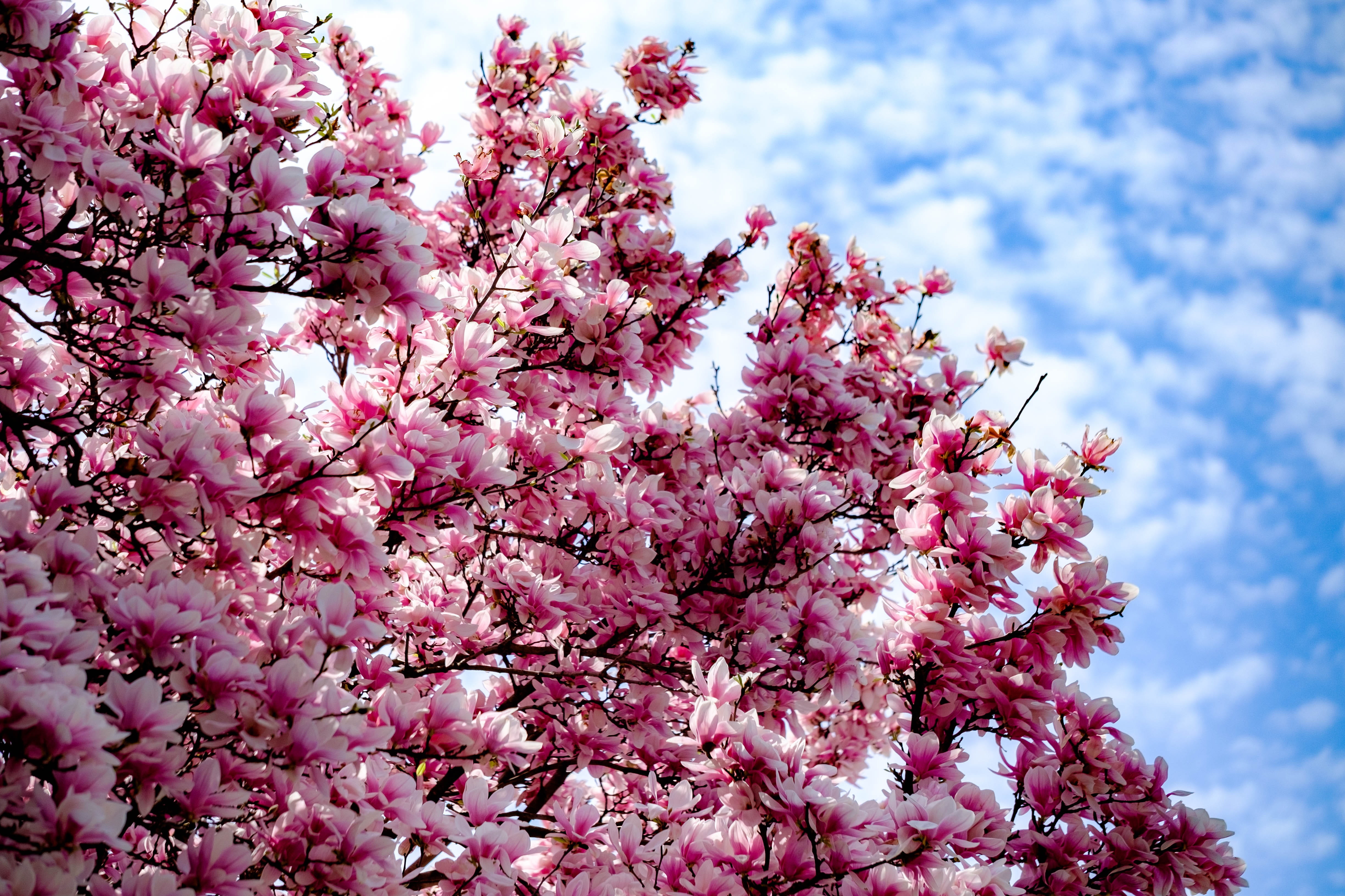 beauty in nature, day, tree, springtime, outdoors, freshness, nature, flower, cloud - sky, bunch of flowers, blossom, low angle view, branch, pink, plant, HD Wallpaper