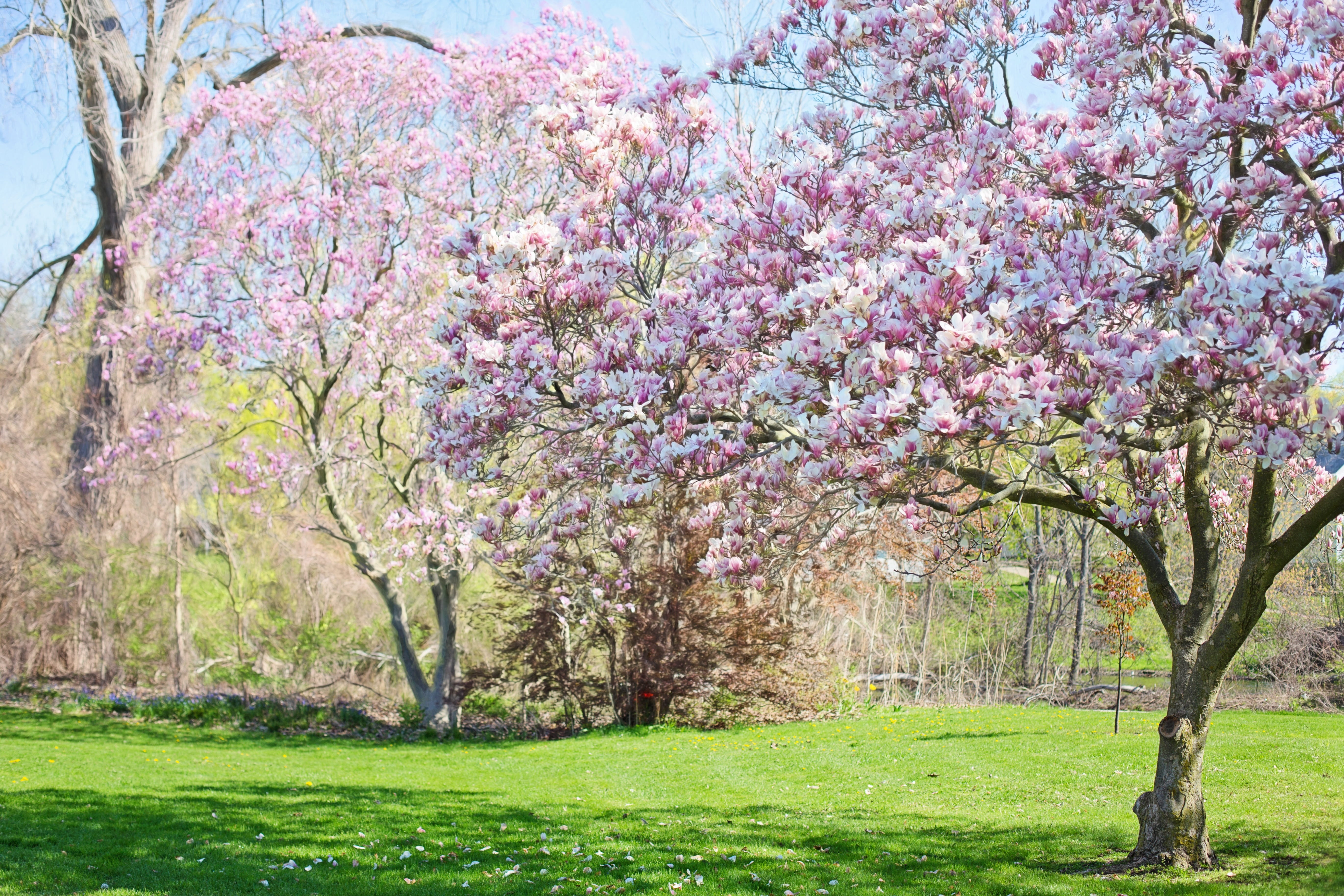 branch, spring, flower, park, cherry tree, background, fragility, blooms, beauty in nature, vulnerability, pink, blossom, pink color, tree, nature, tranquility, HD Wallpaper