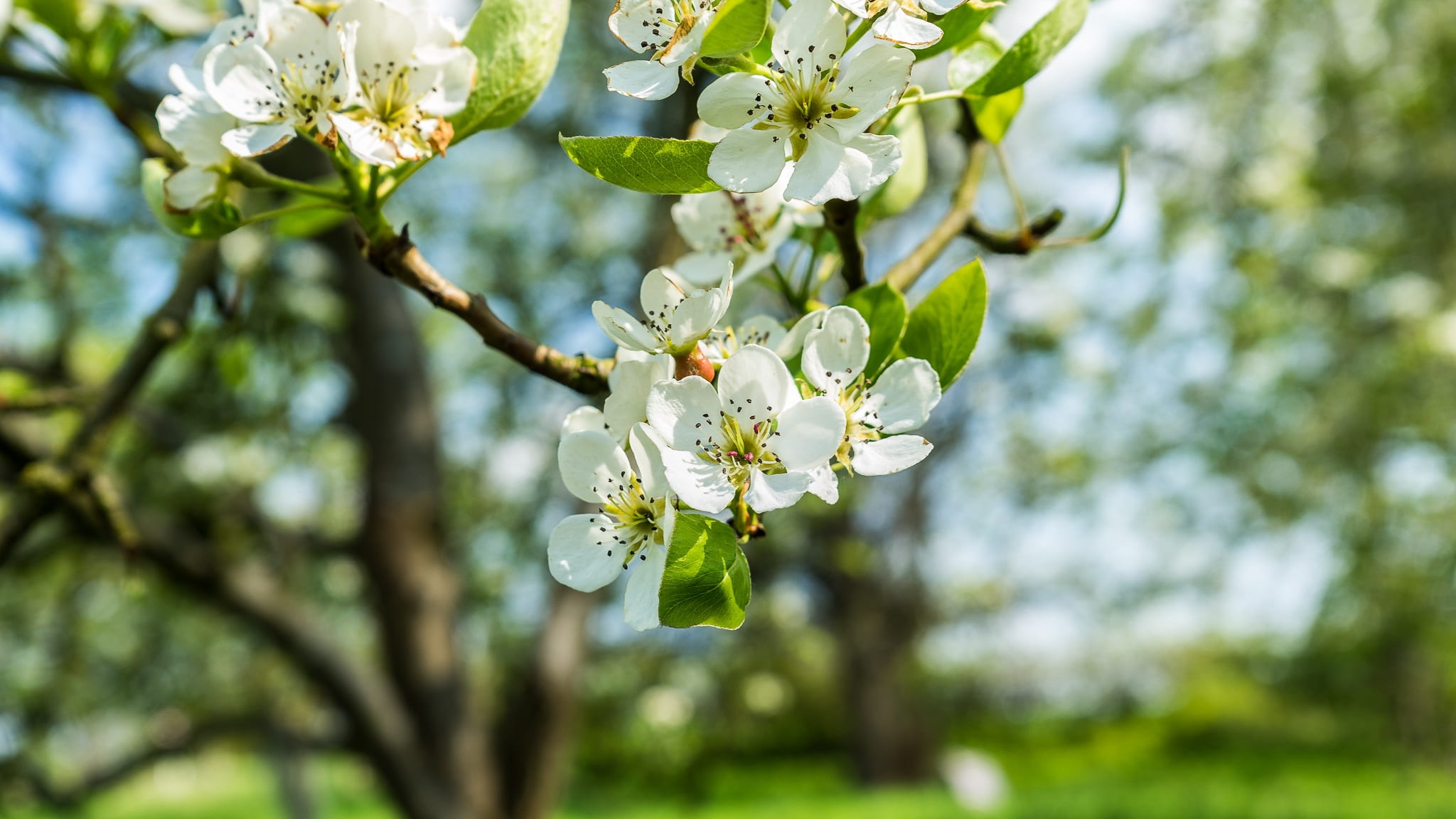 freshness, park, lemon, flower head, beauty in nature, flowering plant, close-up, focus on foreground, plant, leaves, magnolia, flower, nature, branch, HD Wallpaper