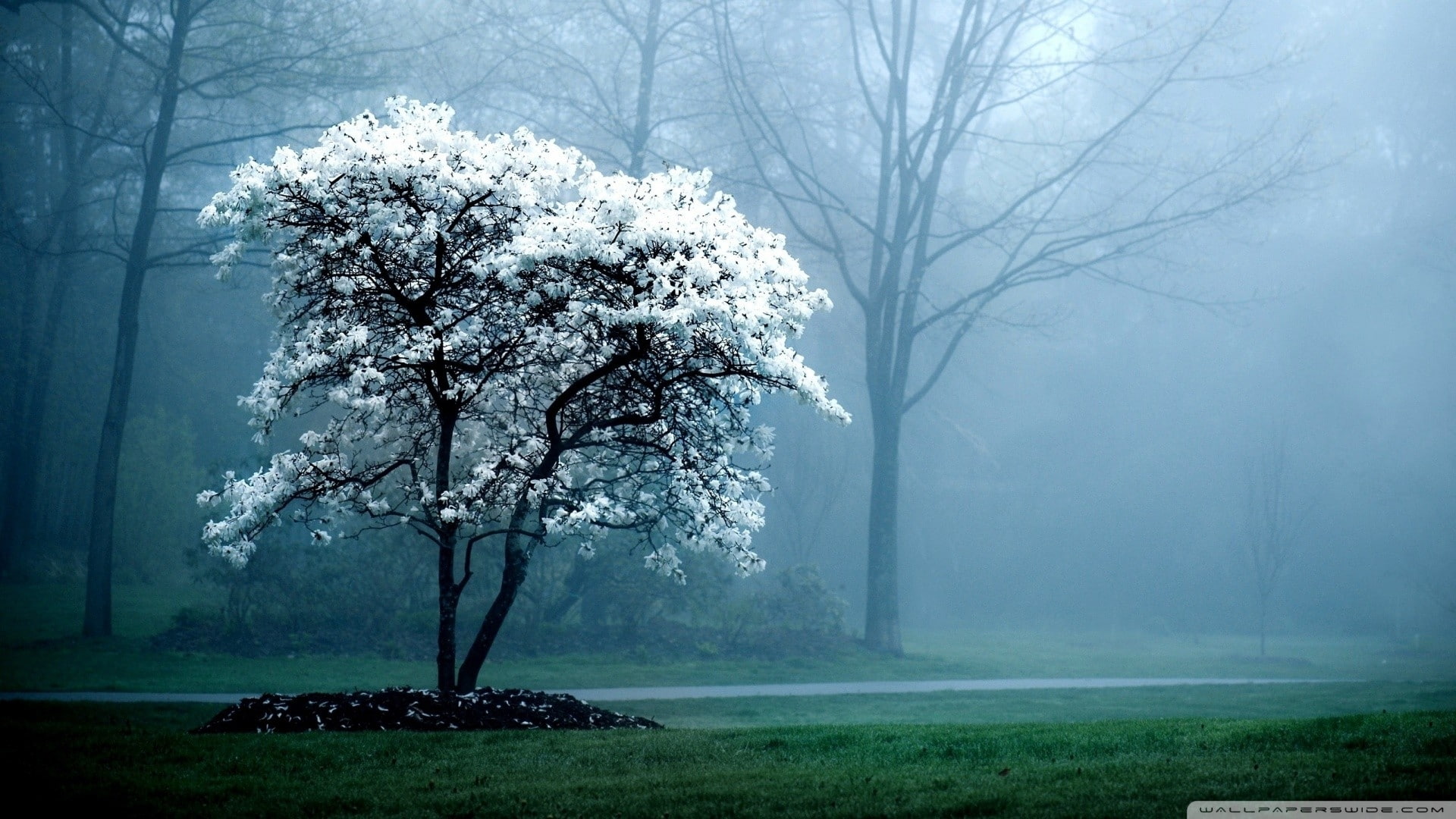 art, nature, white, hd, magnolia, Trees, 1080P, x, HD Wallpaper