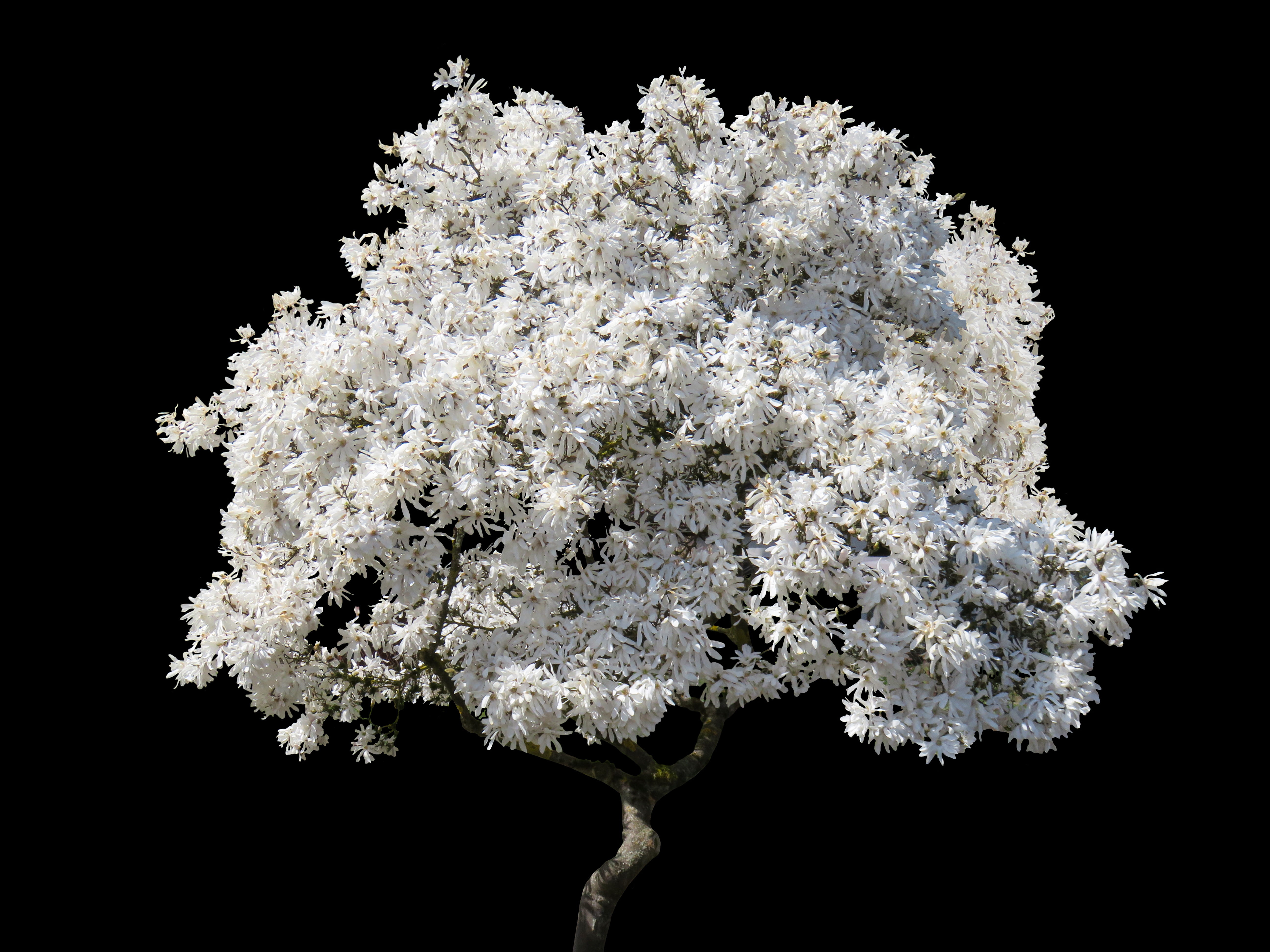 tree, close-up, spring, clouds, fragility, freshness, white magnolia, 5K, blossom, flower, sky, plant, blossoming, nature, white color, outdoors, black background, HD Wallpaper