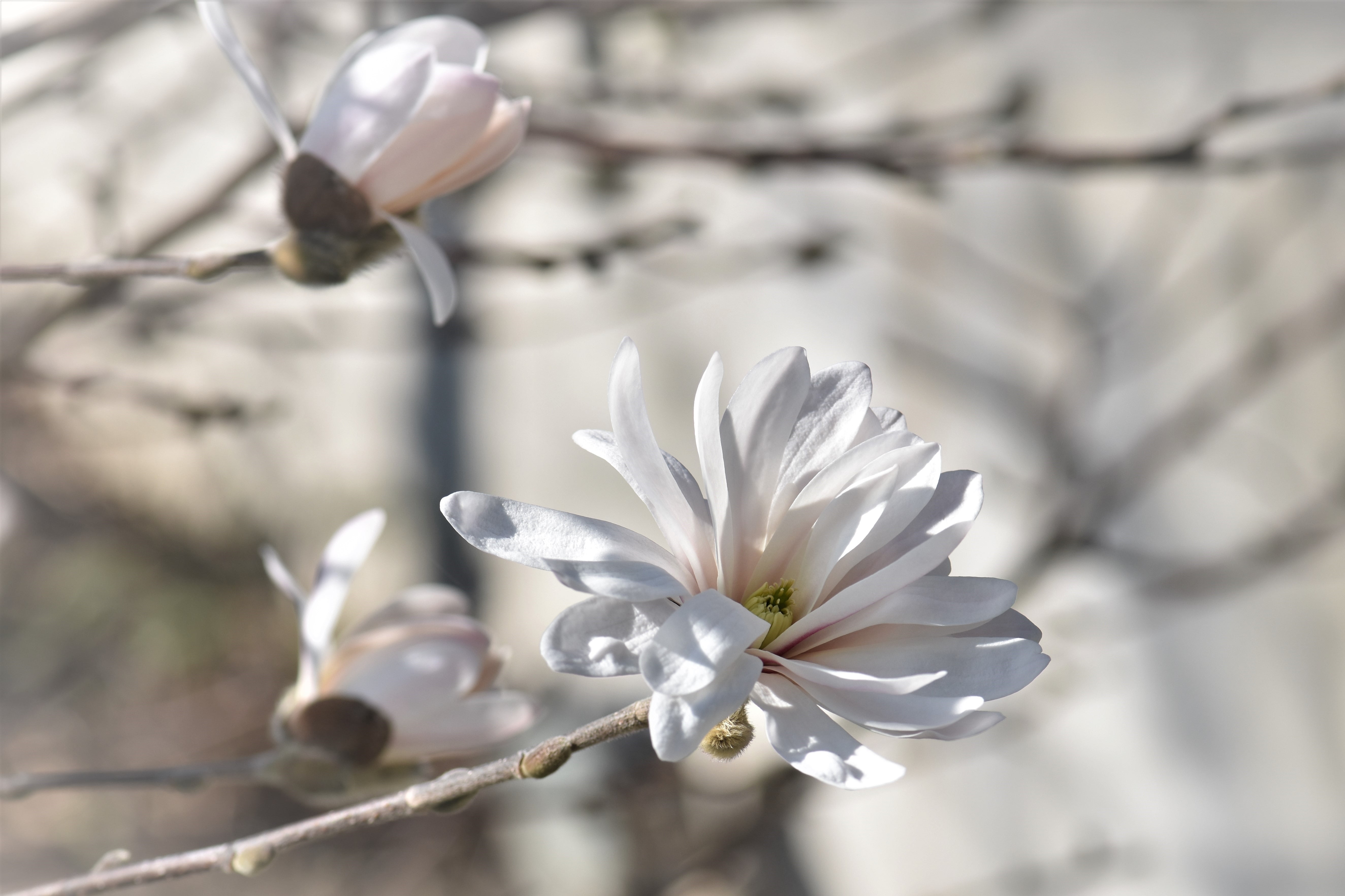 growth, leaf, close-up, vulnerability, freshness, white, fragility, pollen, beauty In Nature, selective focus, no people, cherry blossom, branch, pink Color, HD Wallpaper