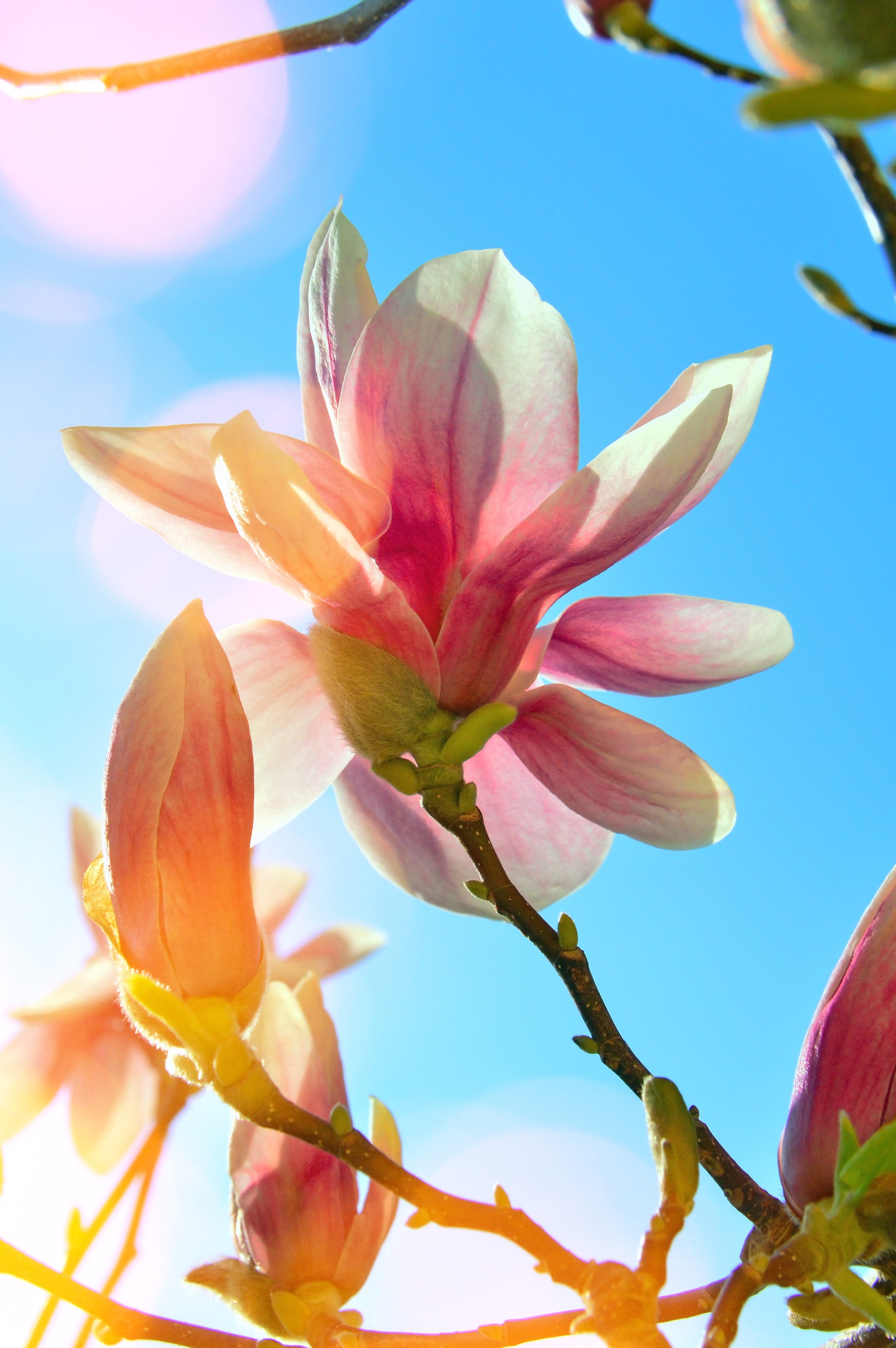 yellow, close-up, blooming, sky, tulip tree flower, springtime, flowers, flower head, fragility, pollen, 5K, day, daytime, green, bud, pink, petal, garden, Phone HD Wallpaper