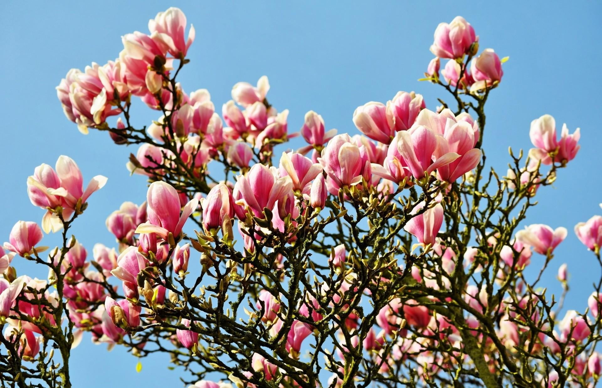 flowering plant, flowering, petal, branch, tree, springtime, sky, magnolia, backgrounds, summer, flower Head, fragility, blue, twigs, multi Colored, botany, HD Wallpaper