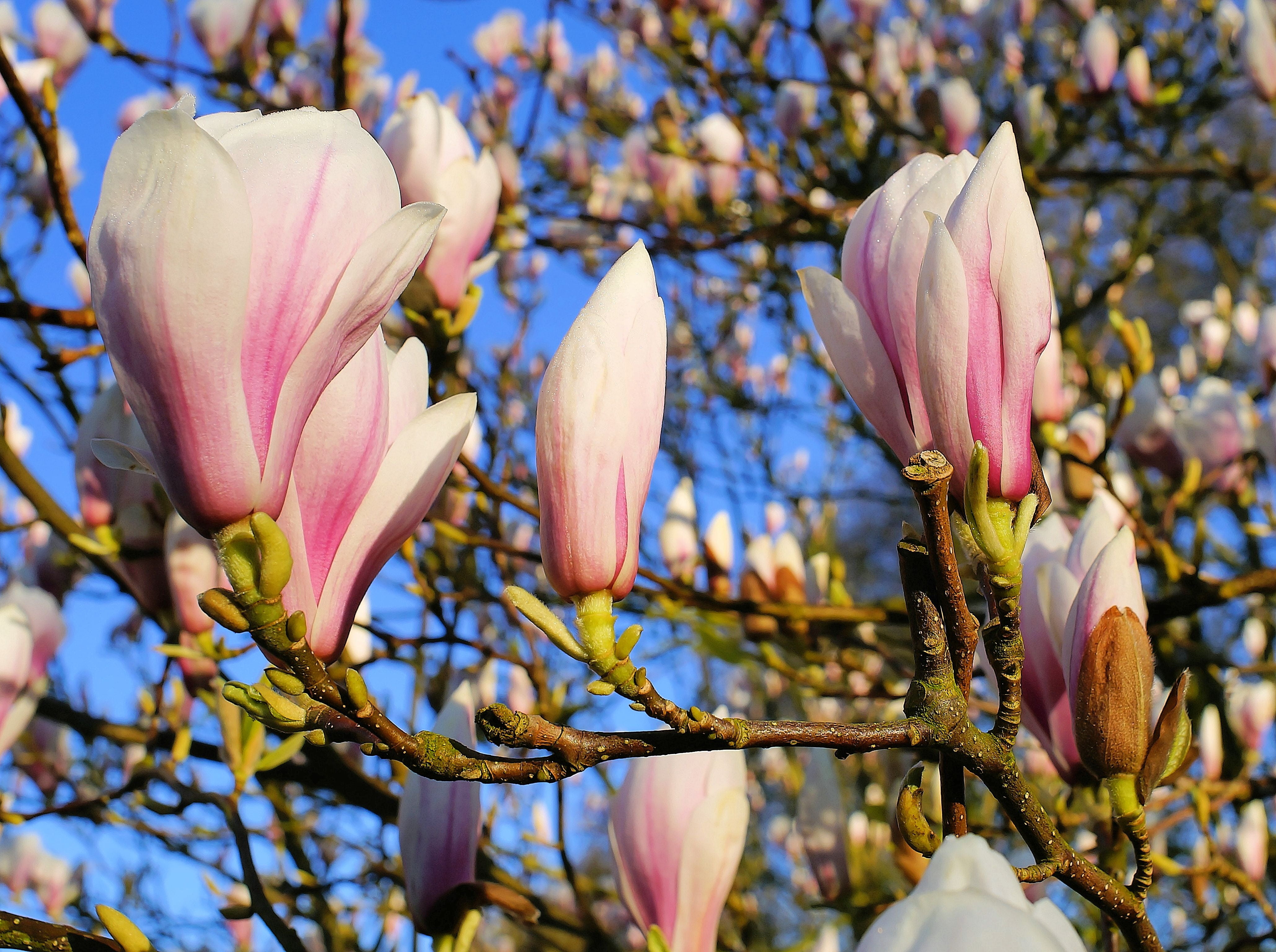 nature, growth, photography, flowers, day, no people, beauty in nature, outdoors, daytime, light pink, ornamental, tree, plant, flower Head, tulip magnolia, HD Wallpaper