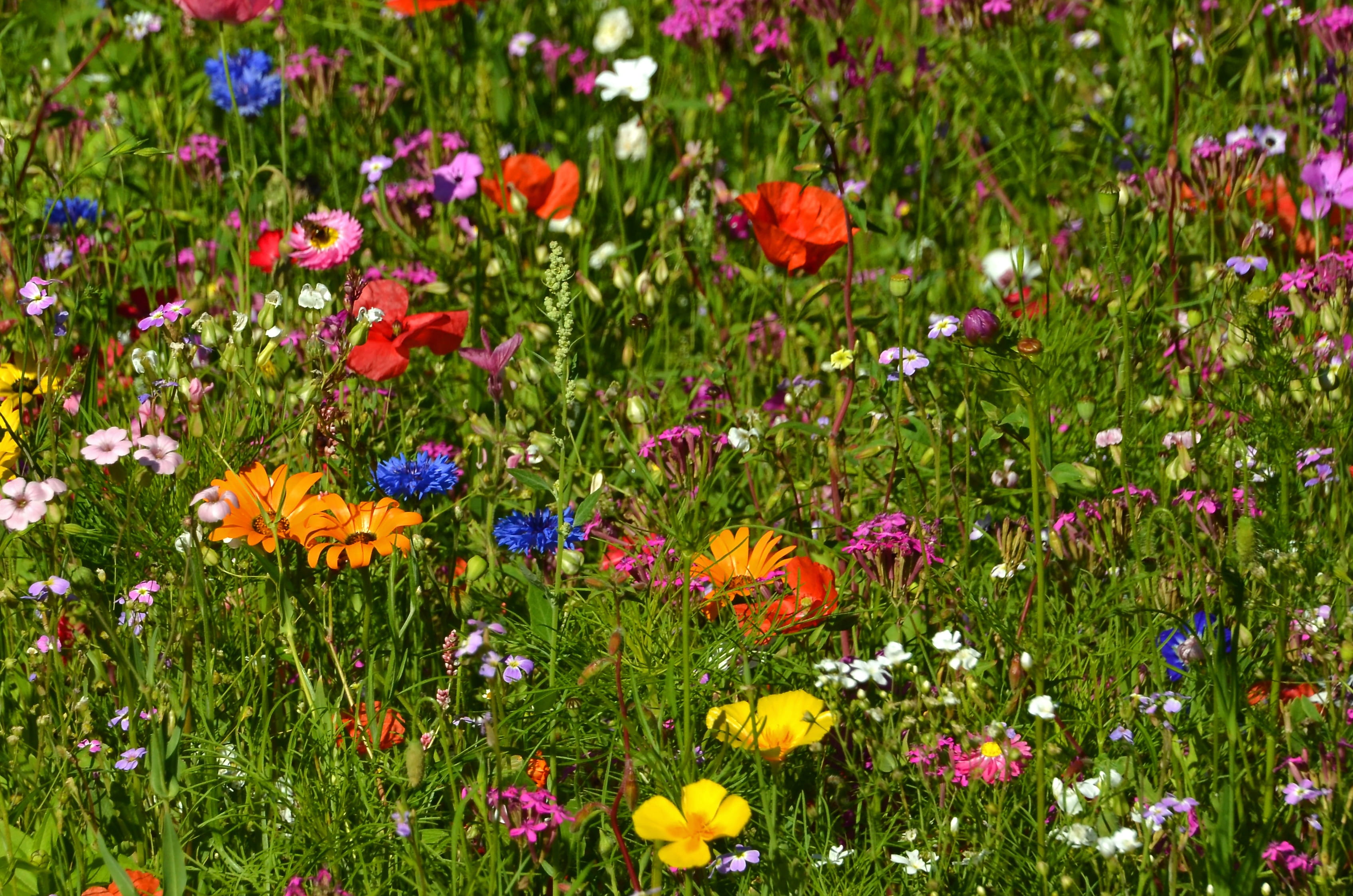flowers, yellow, close, summer, fragility, green Color, bloom, petal, plant, multi Colored, petaled, outdoors, flower Head, farbenpracht, colored, beauty In Nature, HD Wallpaper